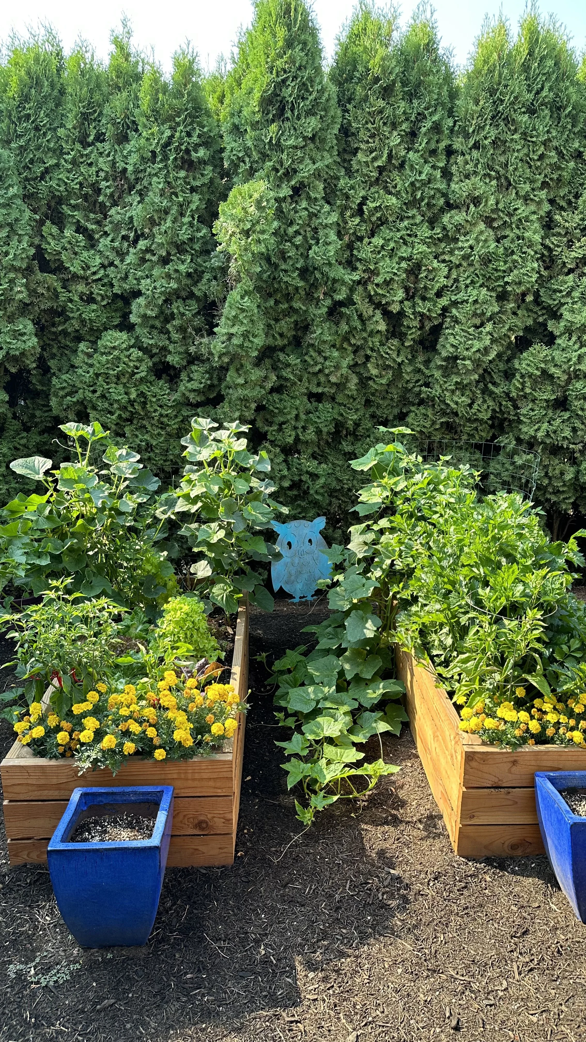 The Best Vegetables to Grow in a Raised Bed from Seed