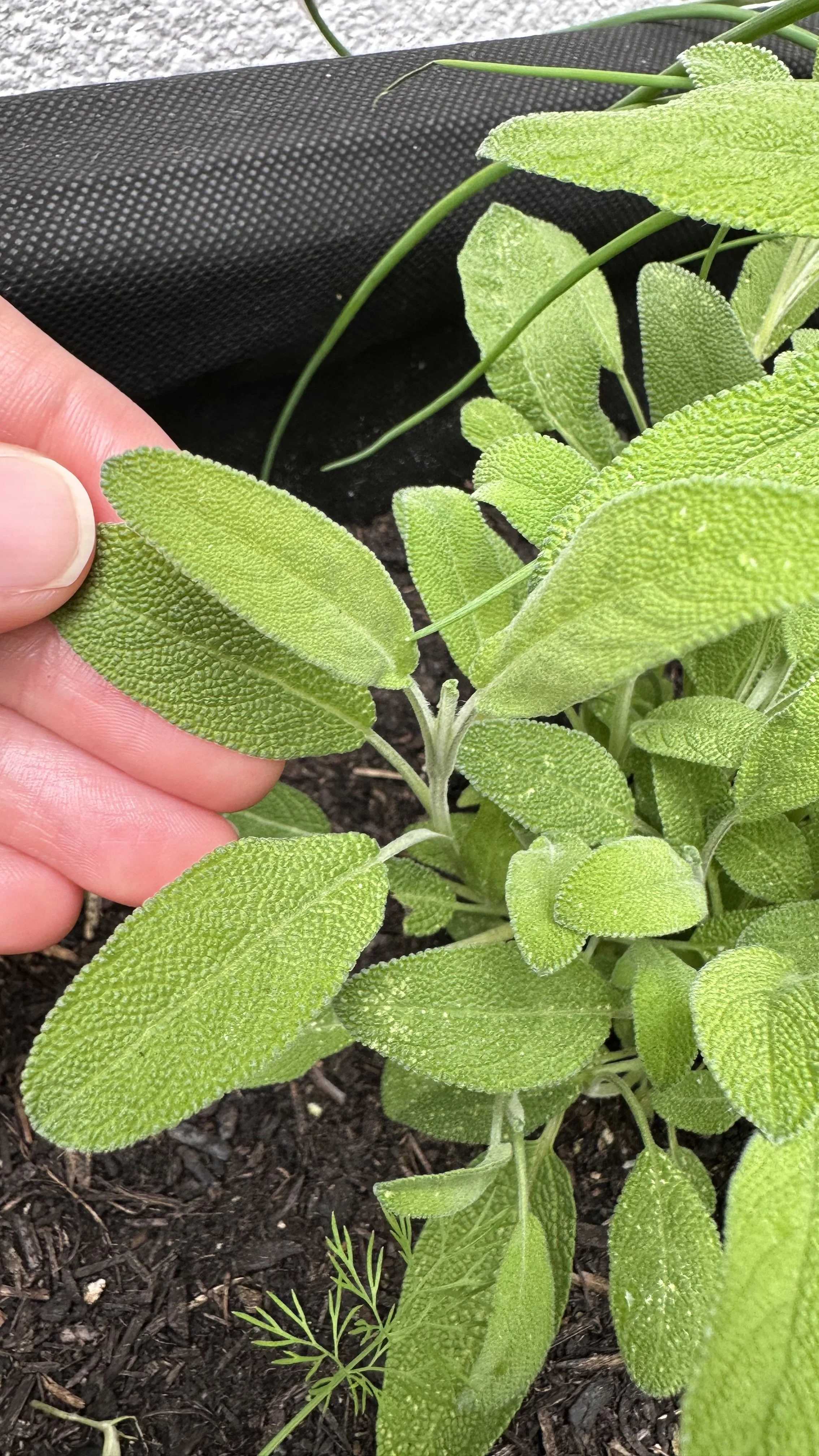Sage Companion Plants: Boost Your Garden's Health