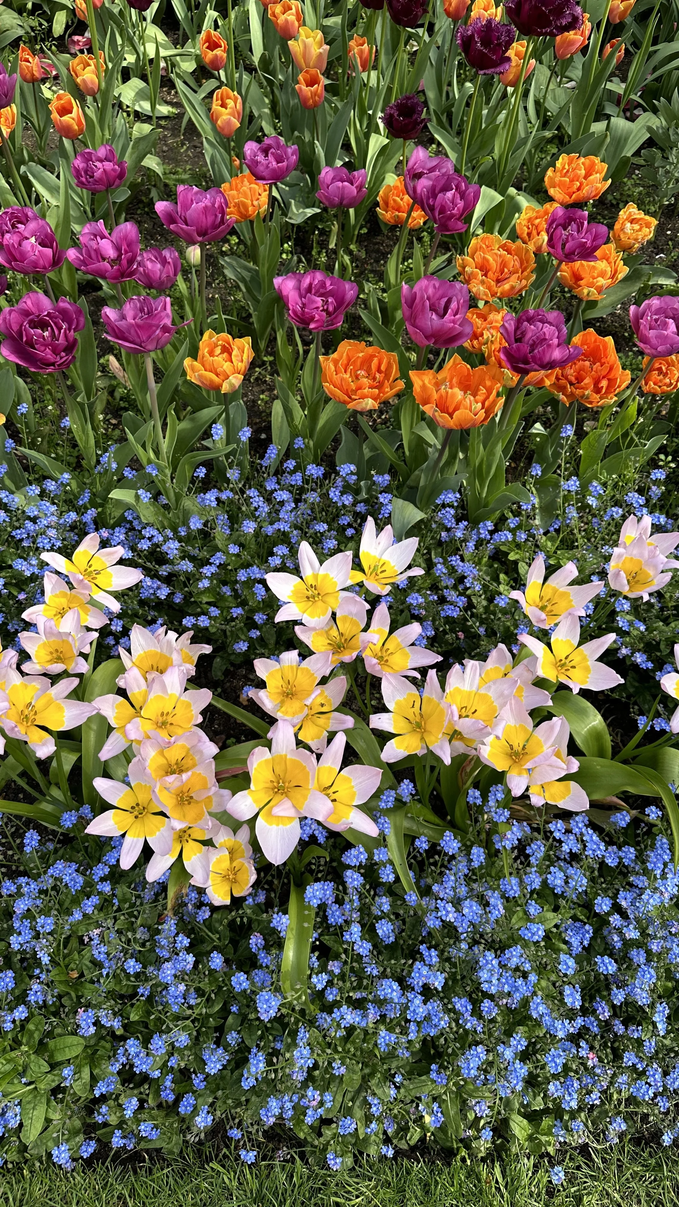 Are Tulips Perennial?