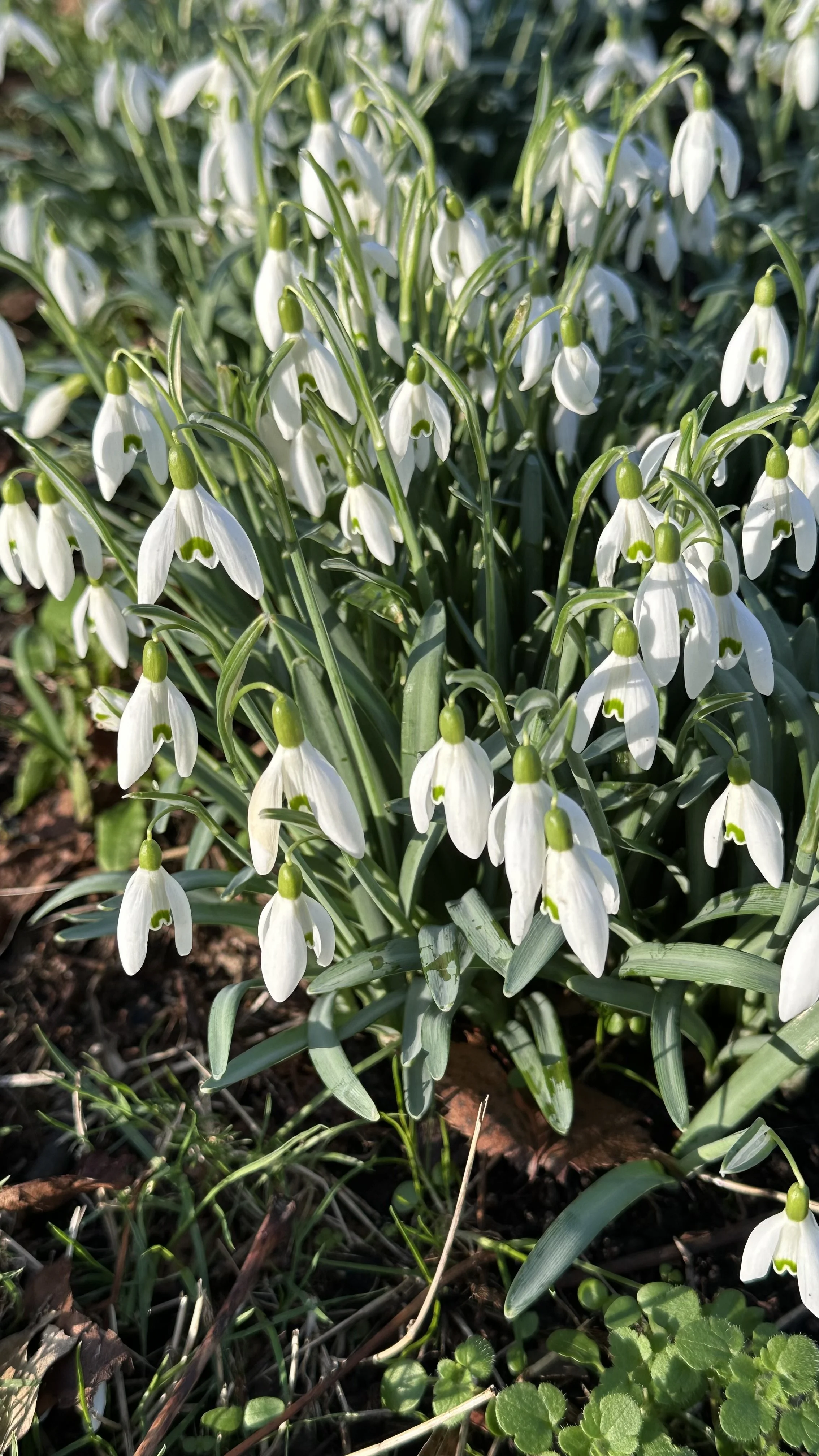The Meaning of Snowdrops