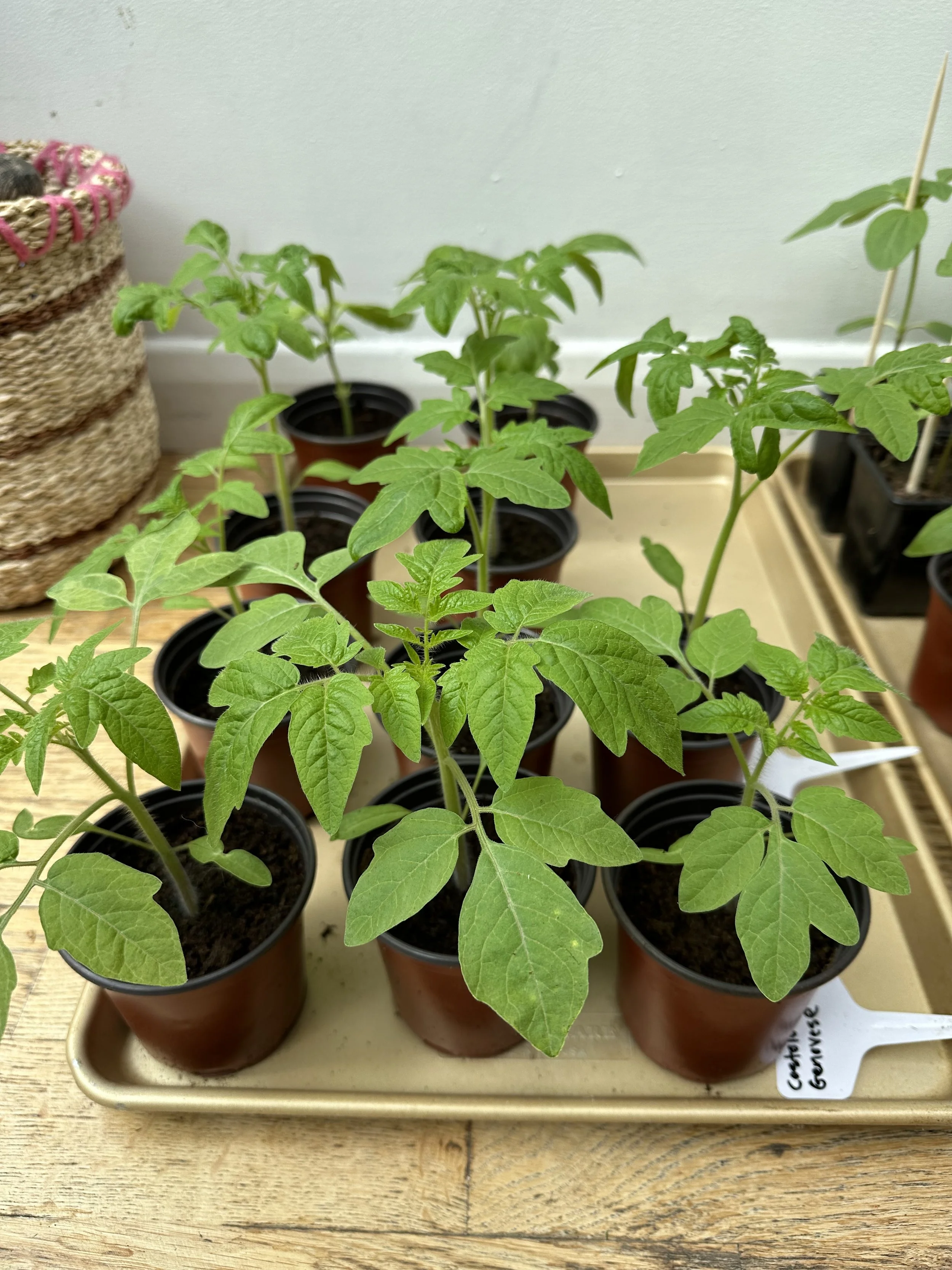 When to Start Tomato Seeds Indoors