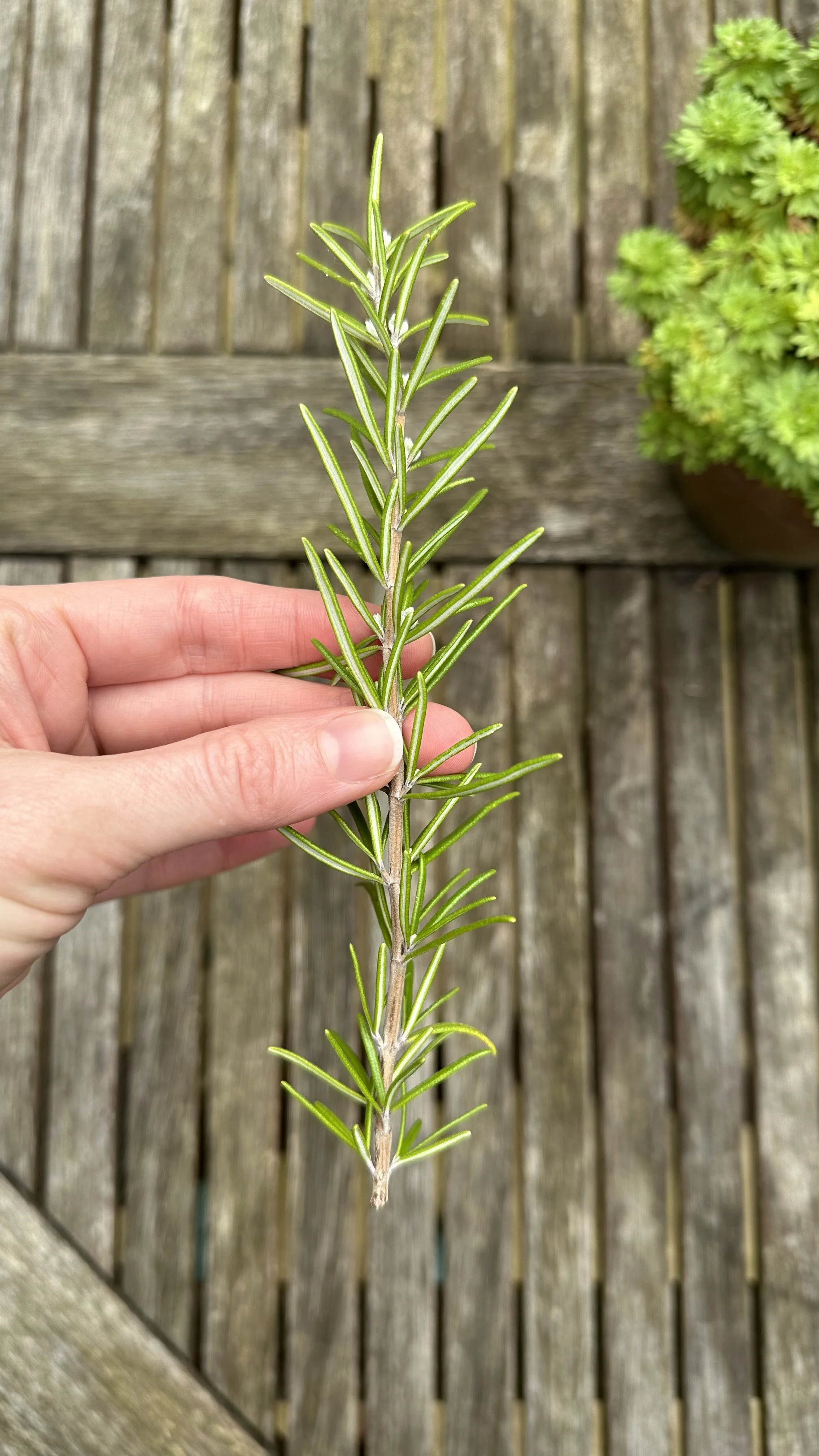 How to Propagate Rosemary A StepbyStep Guide — Meadowlark Journal