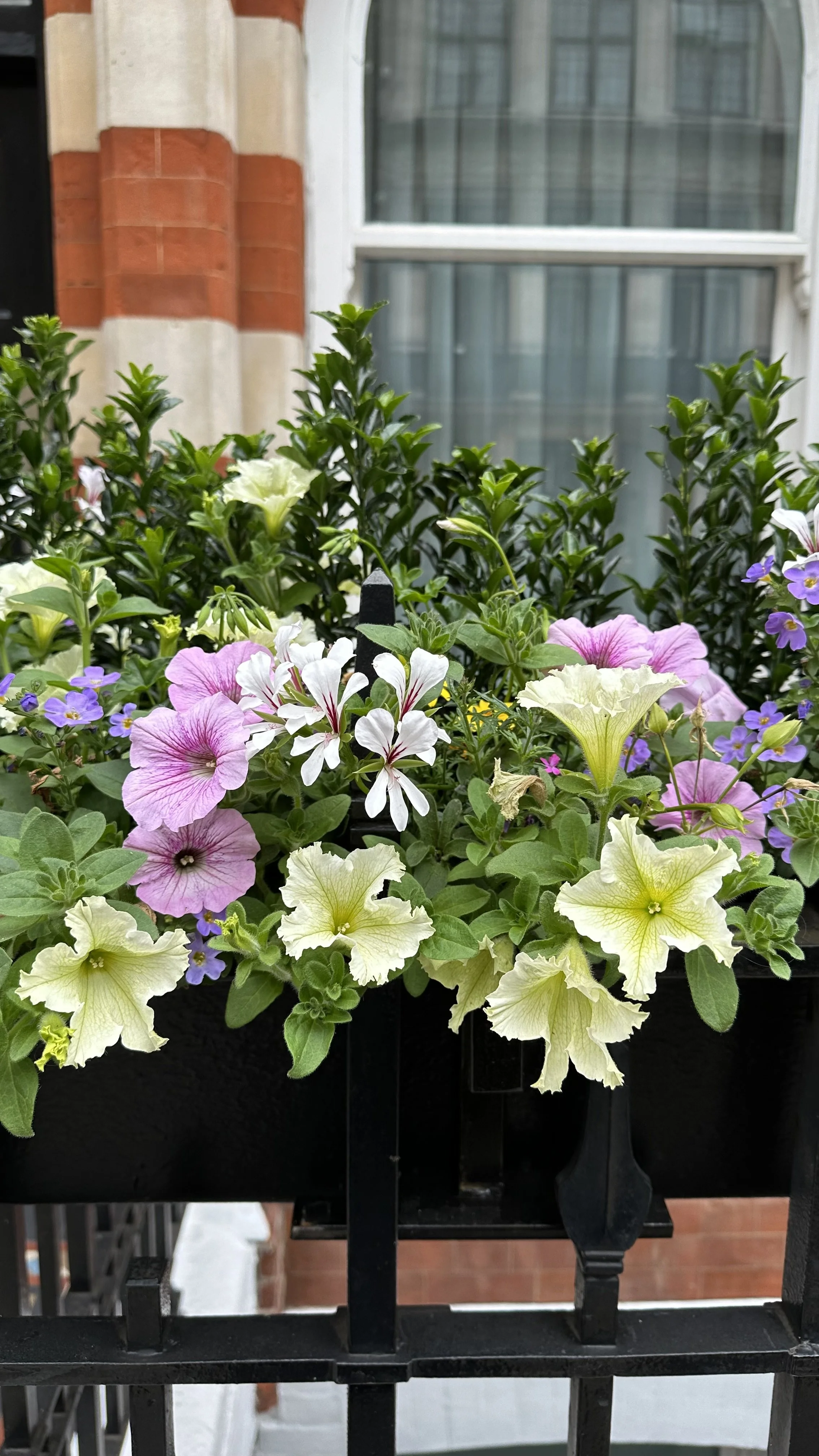 How to Fertilize Petunias So They Bloom Like Never Before