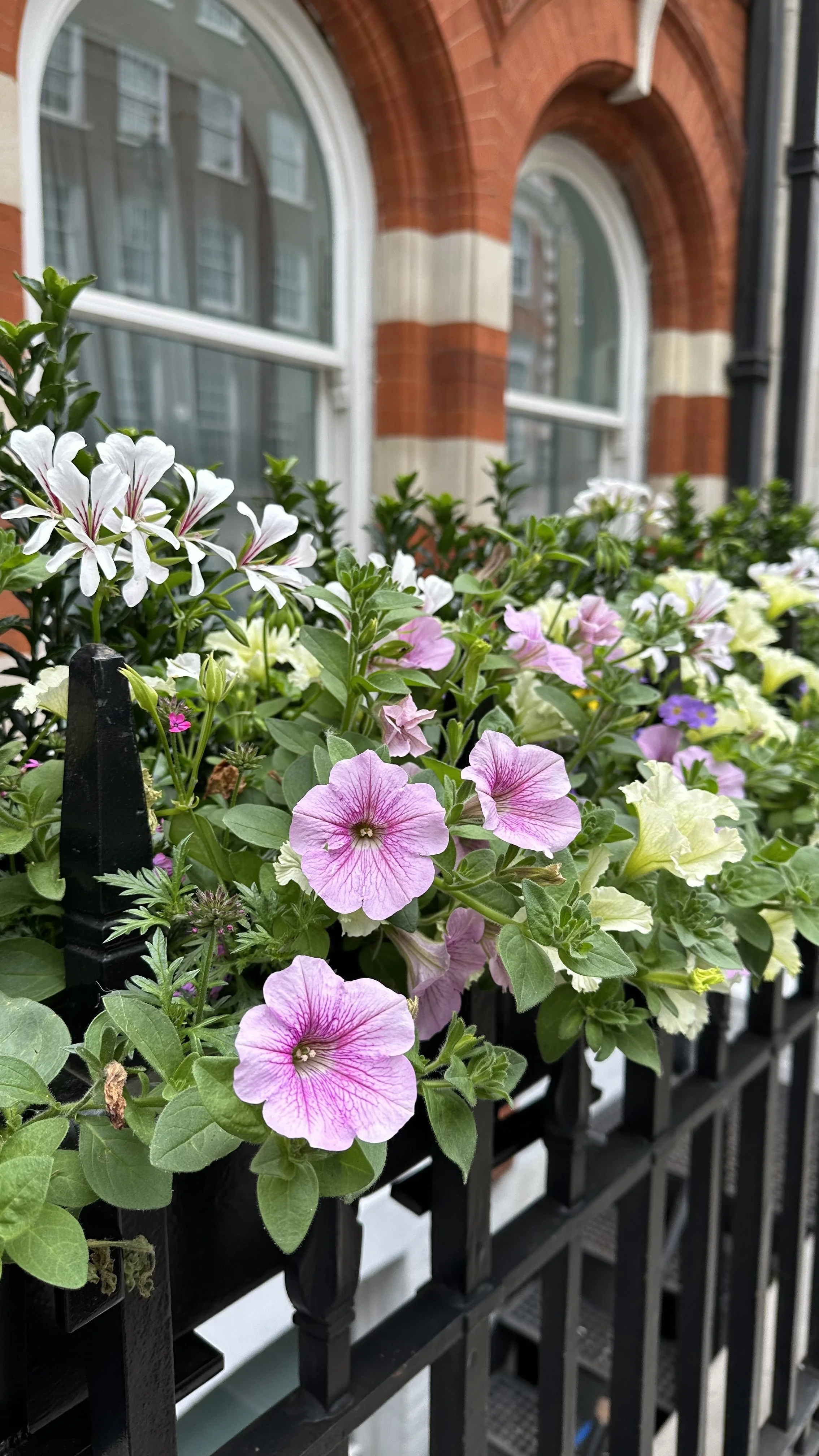 The Best Trailing Plants for Window Boxes