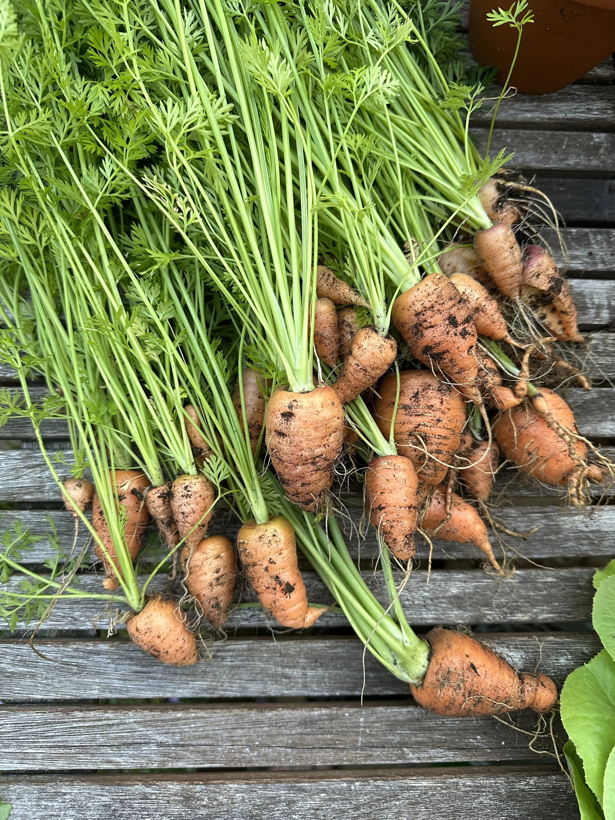 Growing Carrots in Containers: The Ultimate Guide