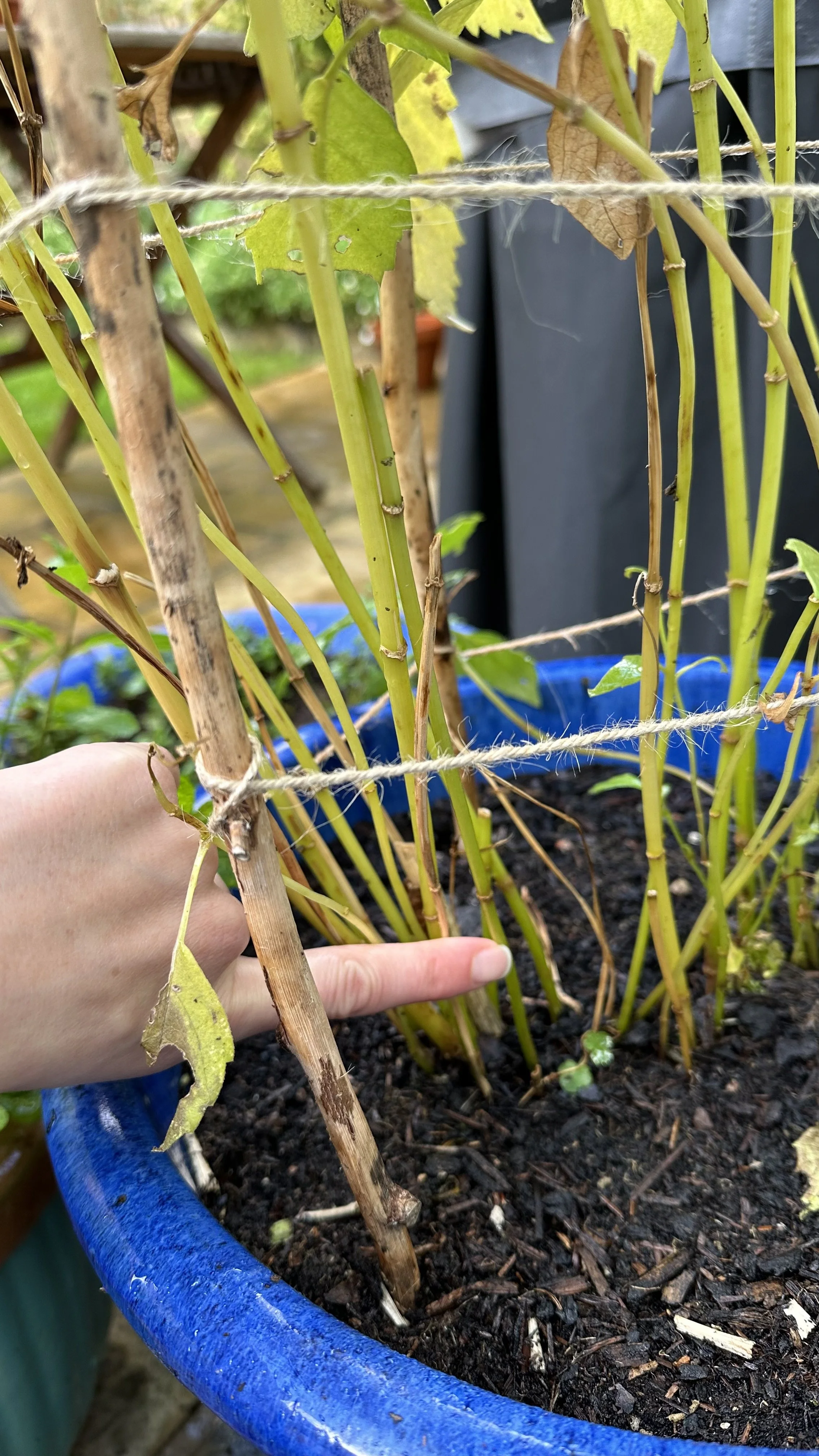 When to Cut Dahlias Back: Easy Guide