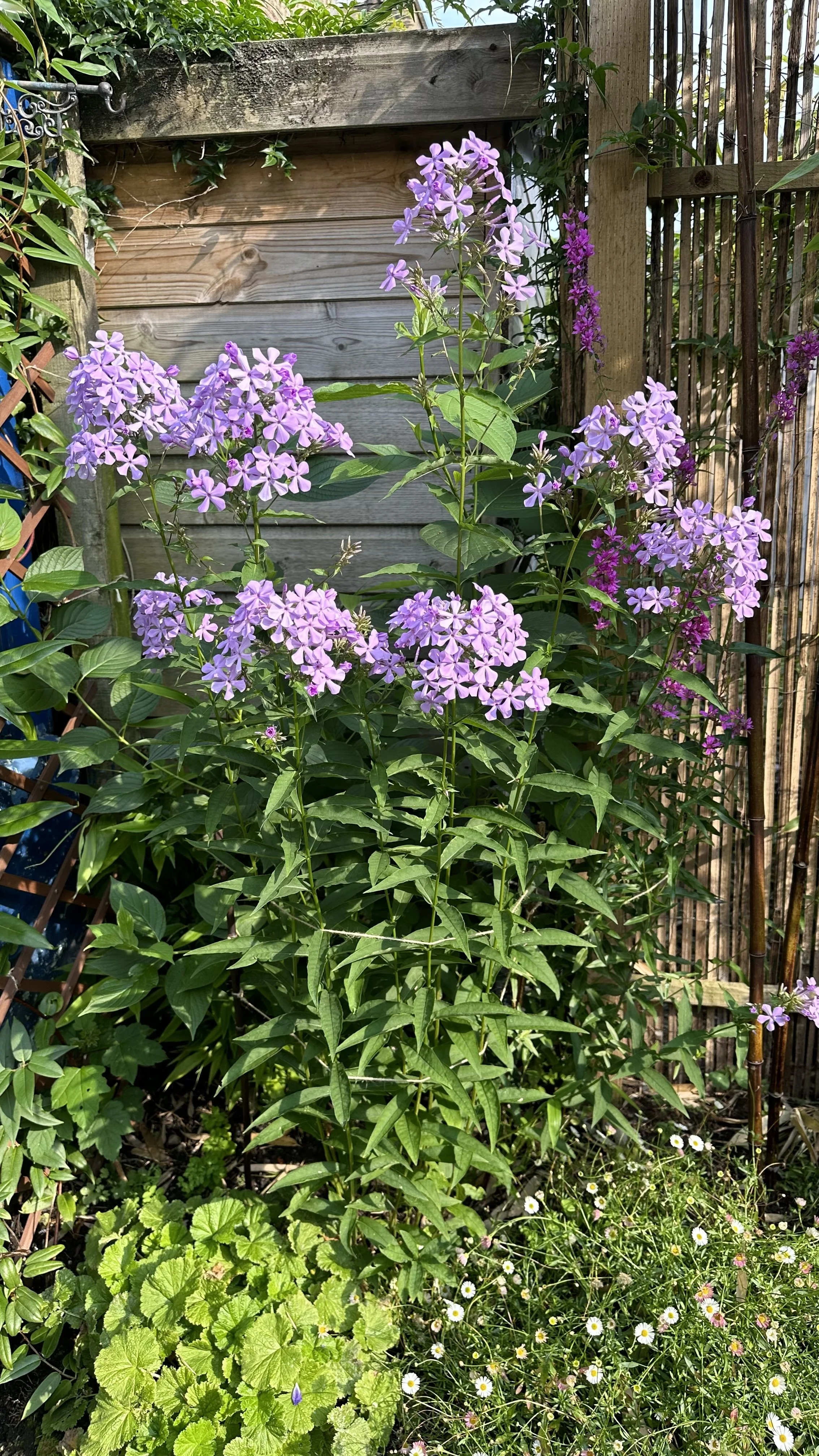 How to Grow Phlox