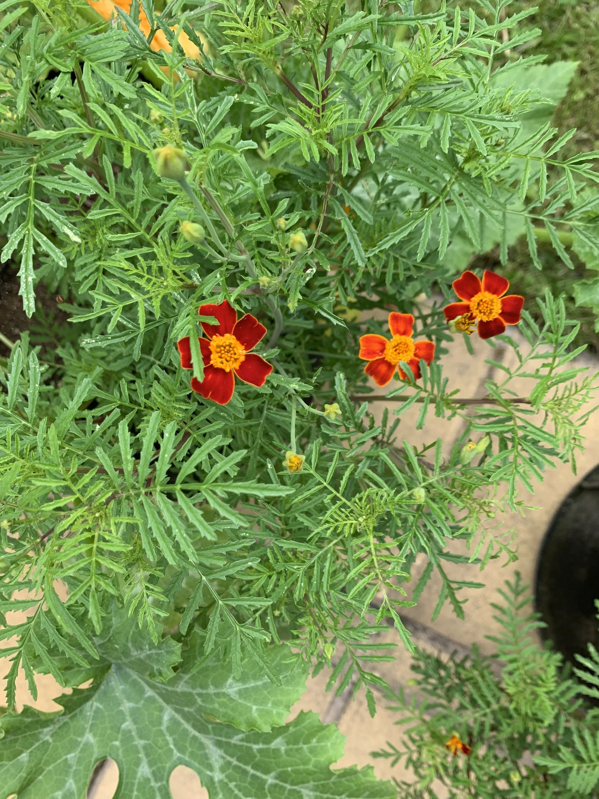 How to Grow Marigolds from Seed