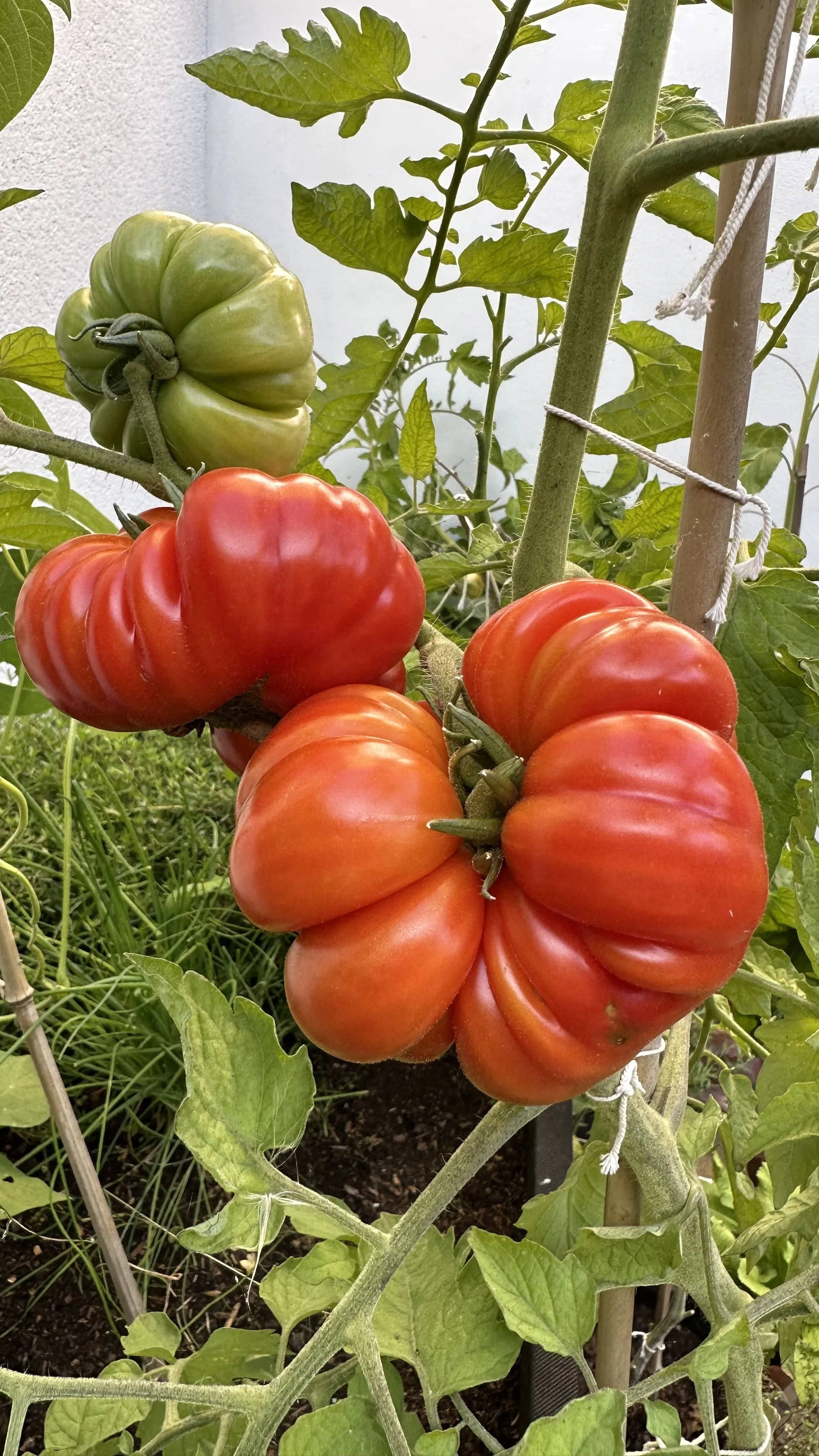Are Coffee Grounds Good for Tomato Plants? — Meadowlark Journal