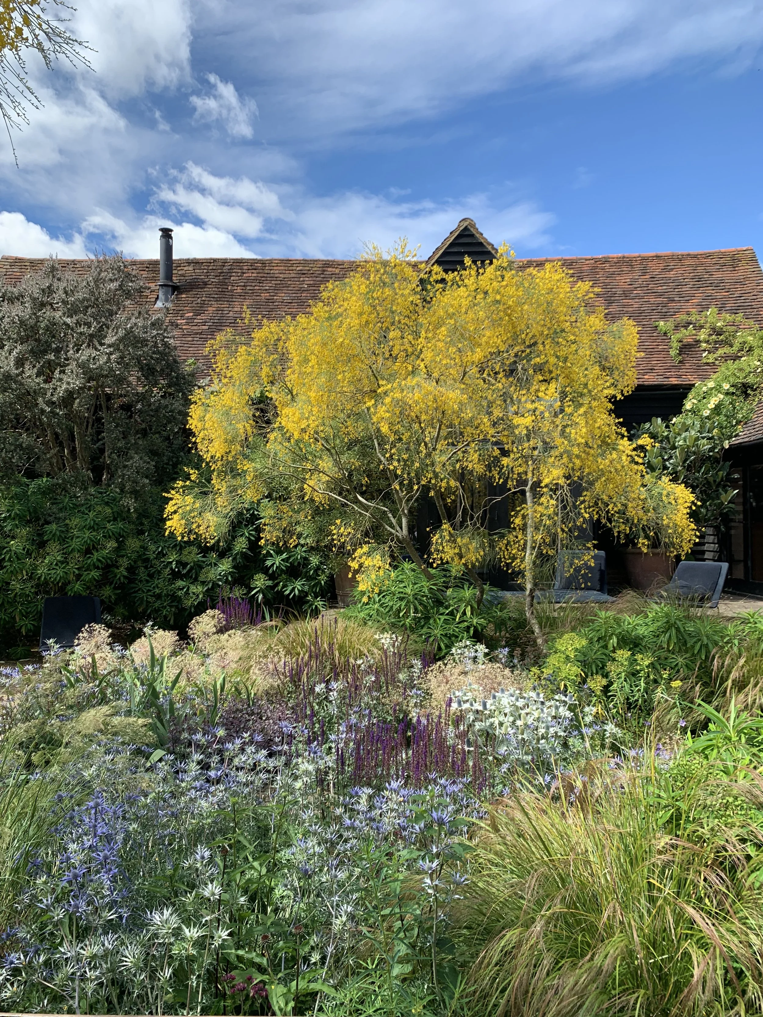 The Best Plants for a South Facing Garden