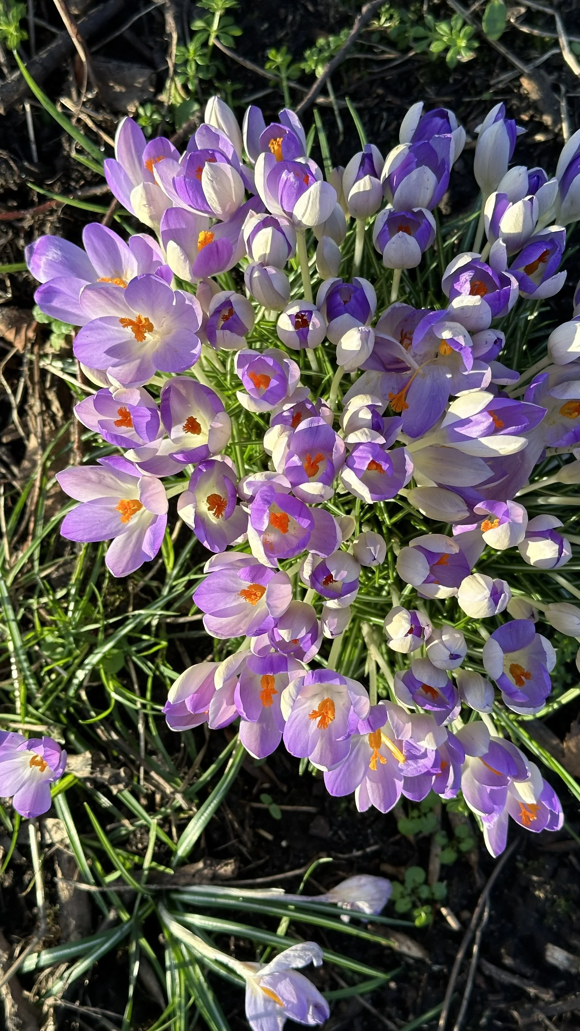 When to Plant Crocus