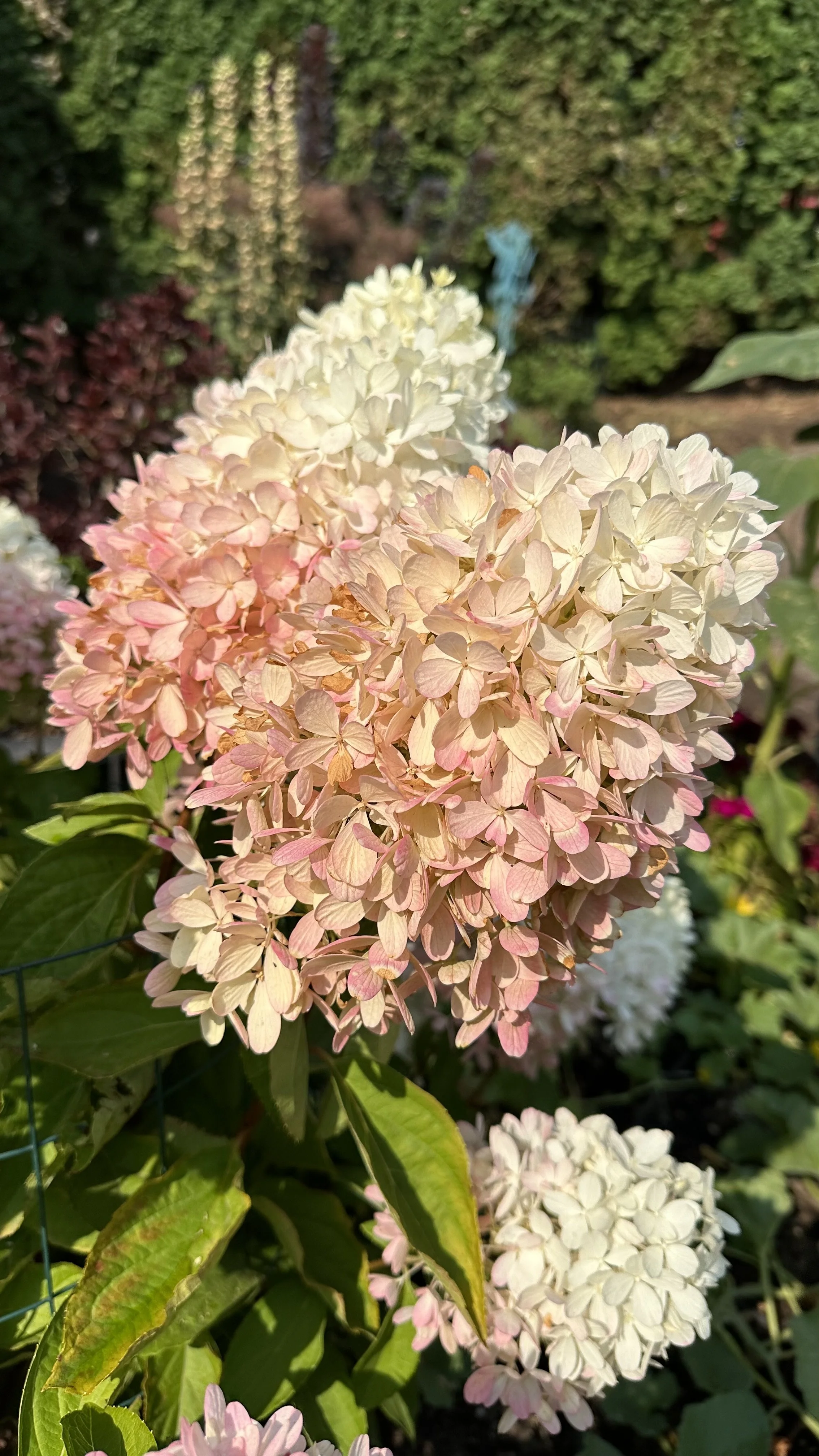 Yellow Hydrangea Leaves: Fixing the Problem