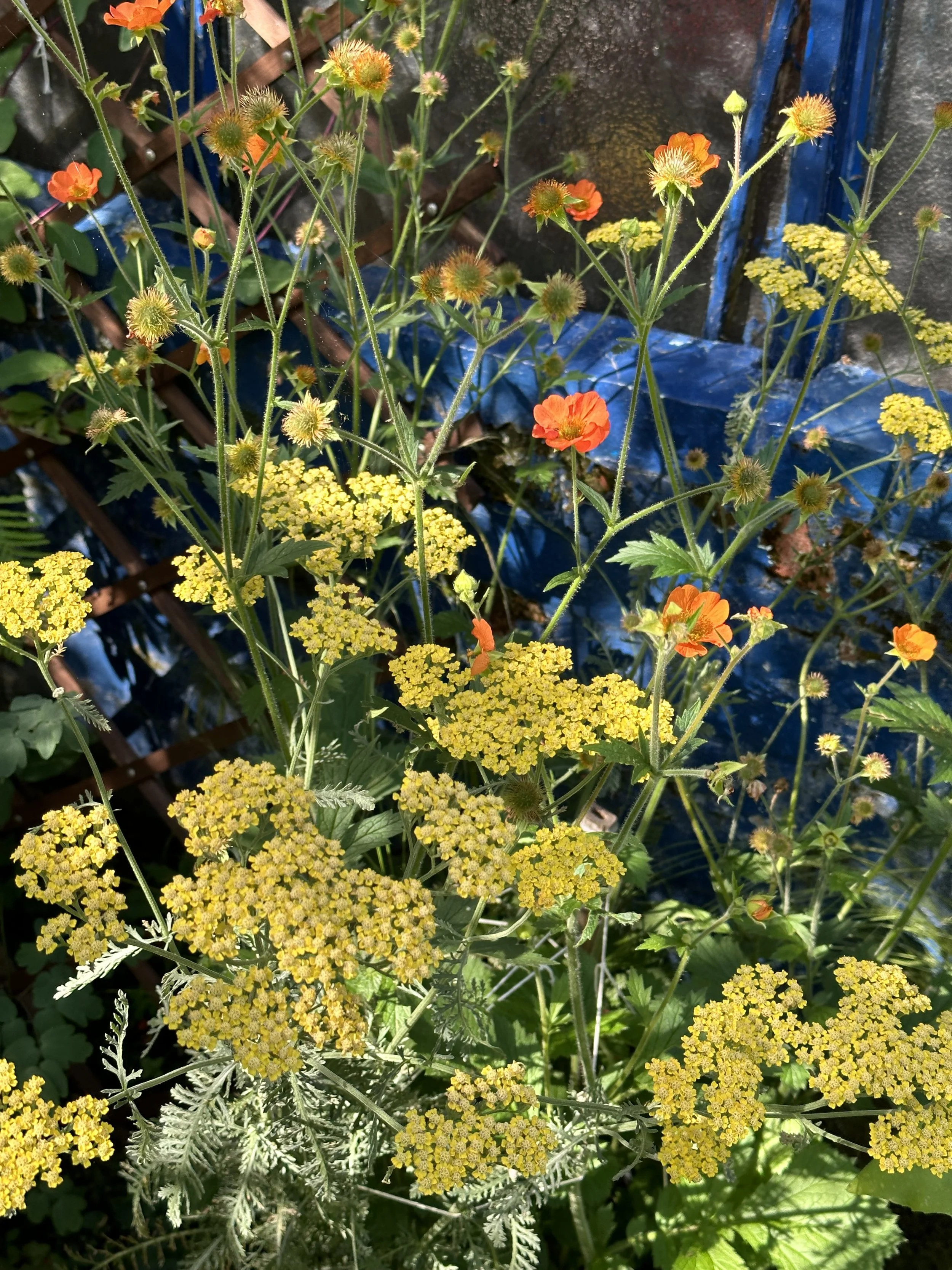 Companion Planting Yarrow: Attracting Beneficial Insects