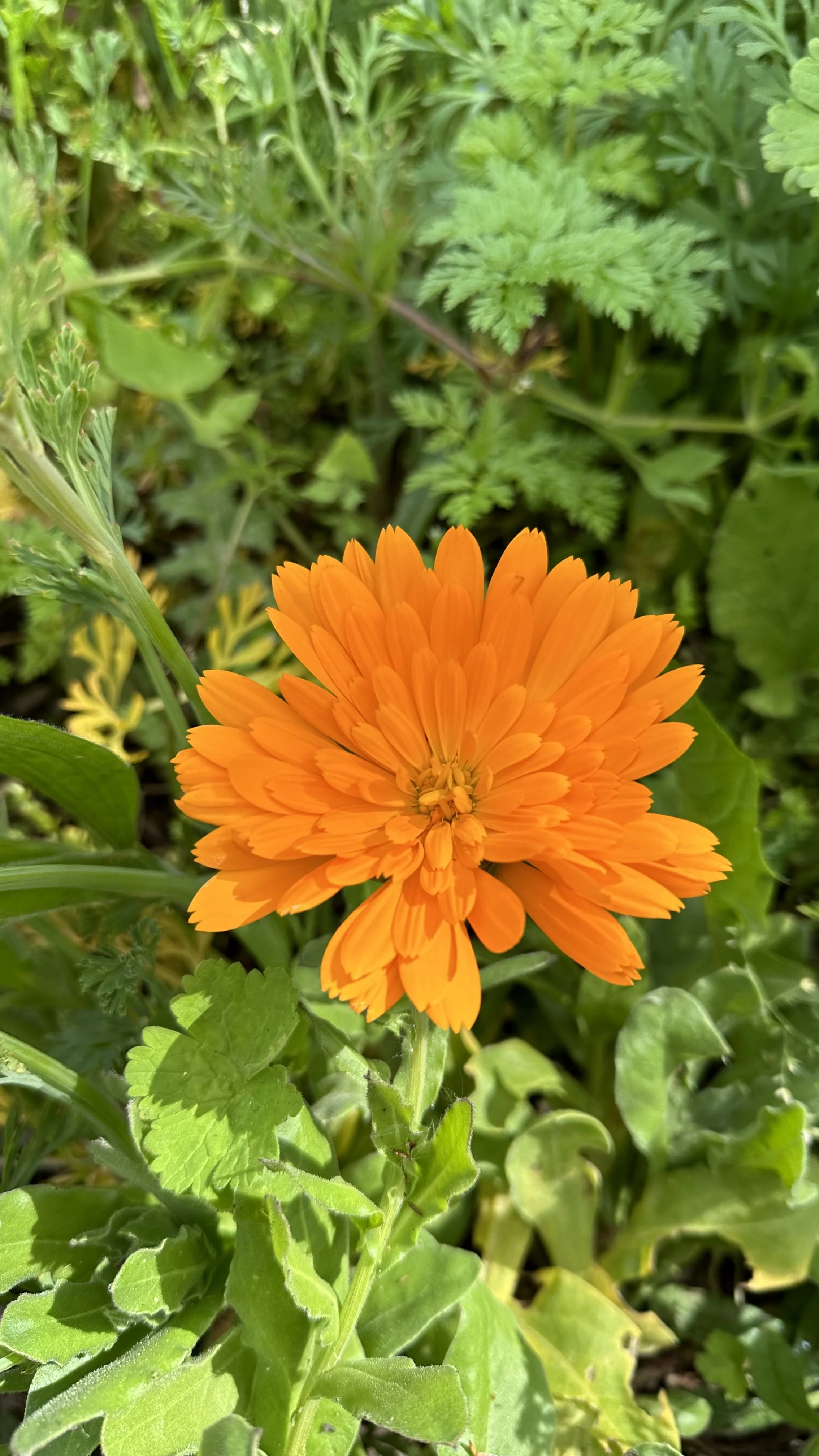 The Best Companion Plants for Dill