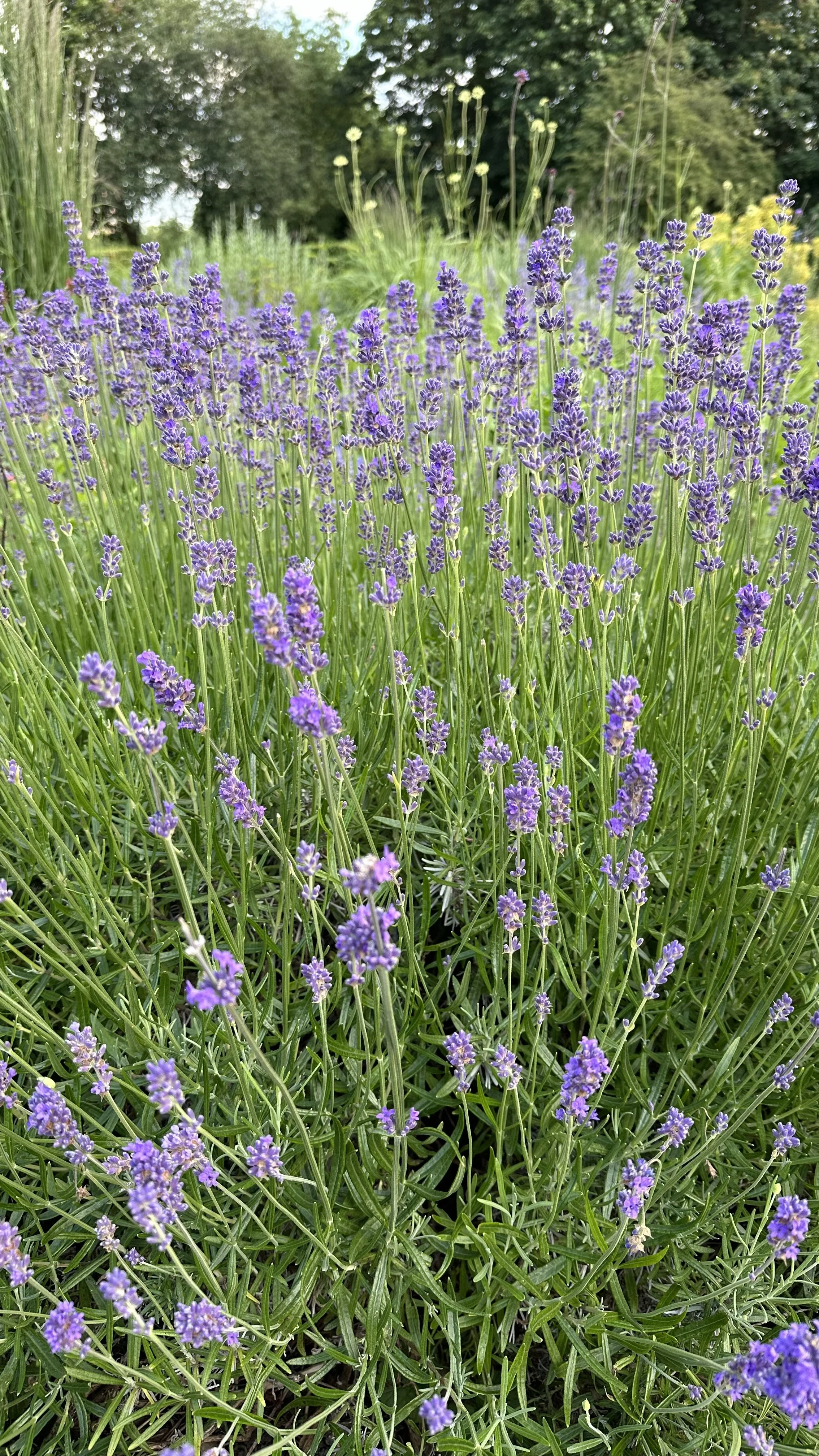 Lavender Companion Plants: Enhancing Your Herb Garden