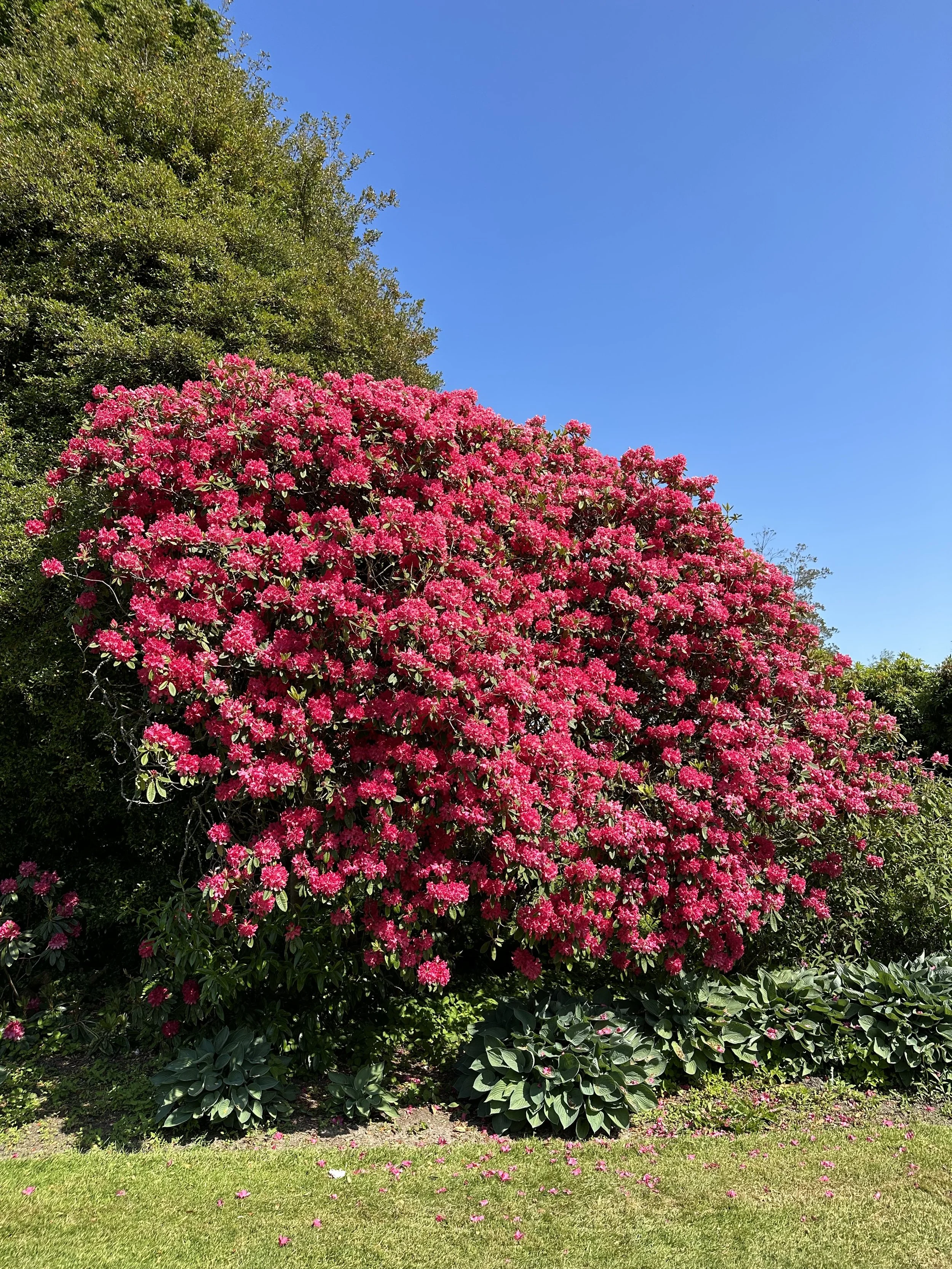 Rhododendron vs Azalea: How to Spot the Difference