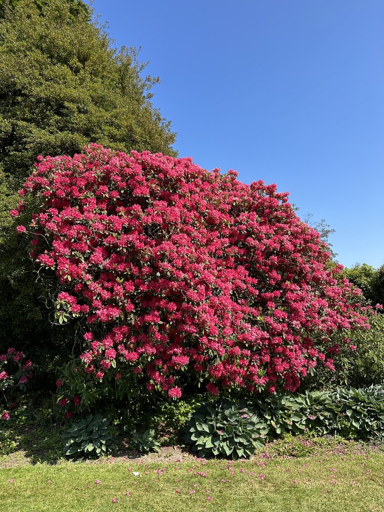How to Create a Wildflower Front Yard — Meadowlark Journal