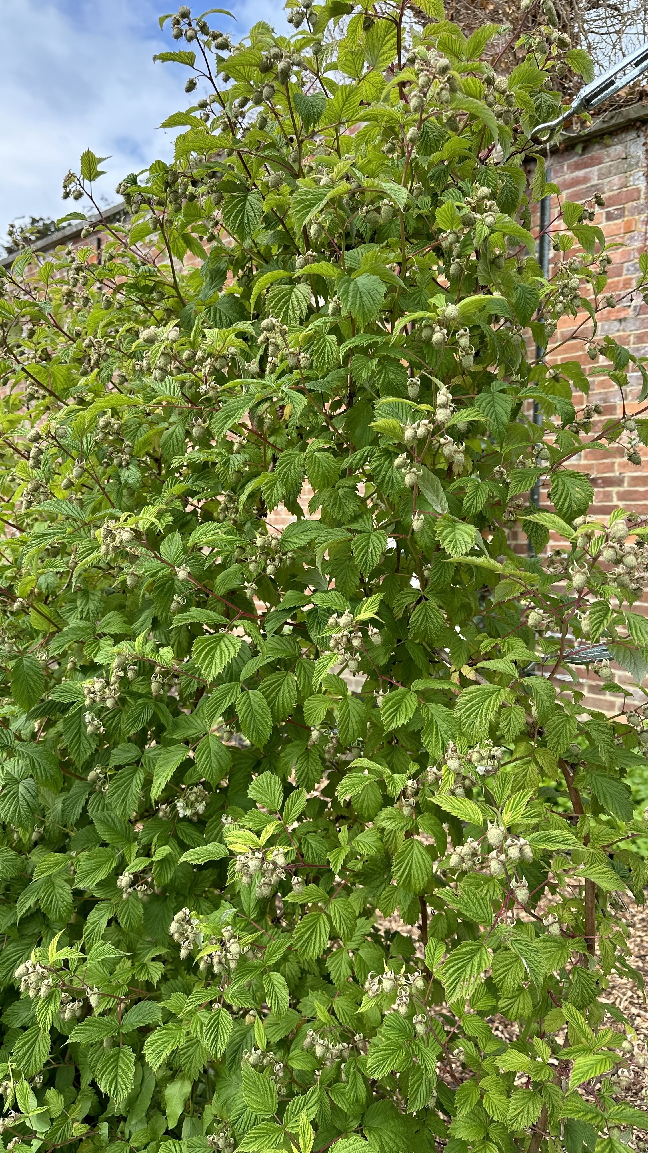 Companion Plants for Raspberries (And Which Ones to Avoid)