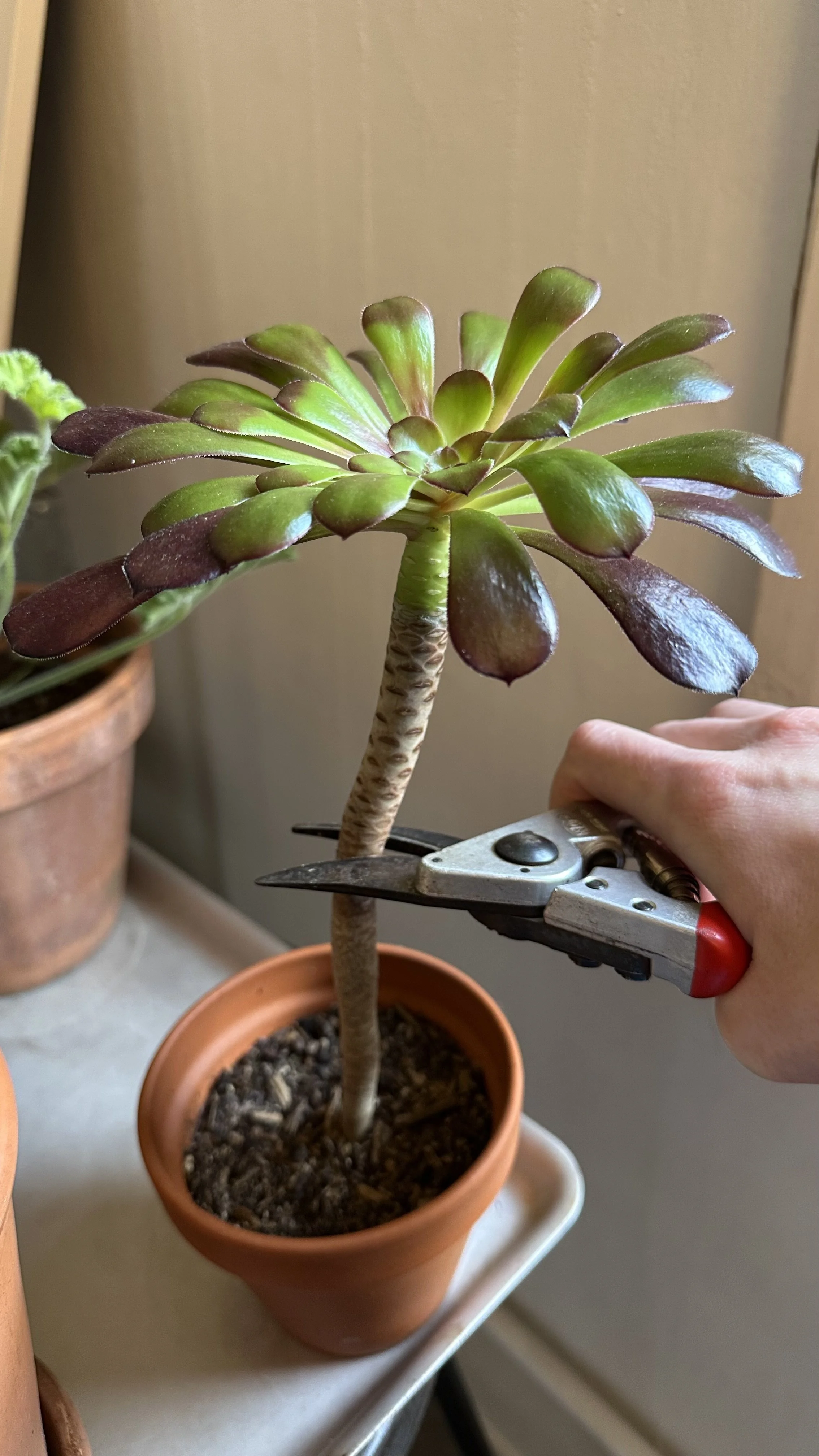 Propagating Aeonium: Easy Step-by-Step Guide