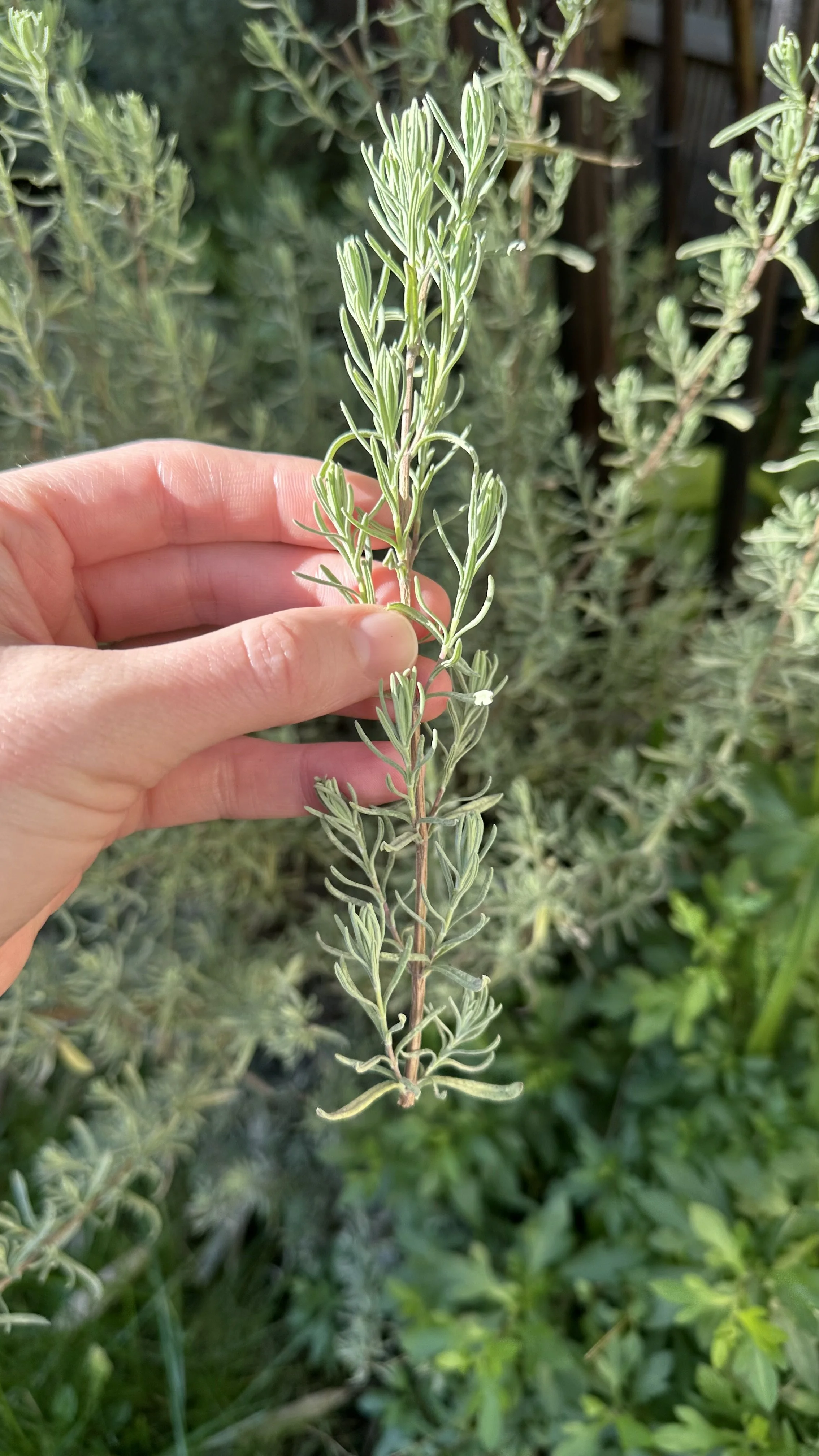 How to Take Lavender Cuttings A StepbyStep Guide — Meadowlark Journal