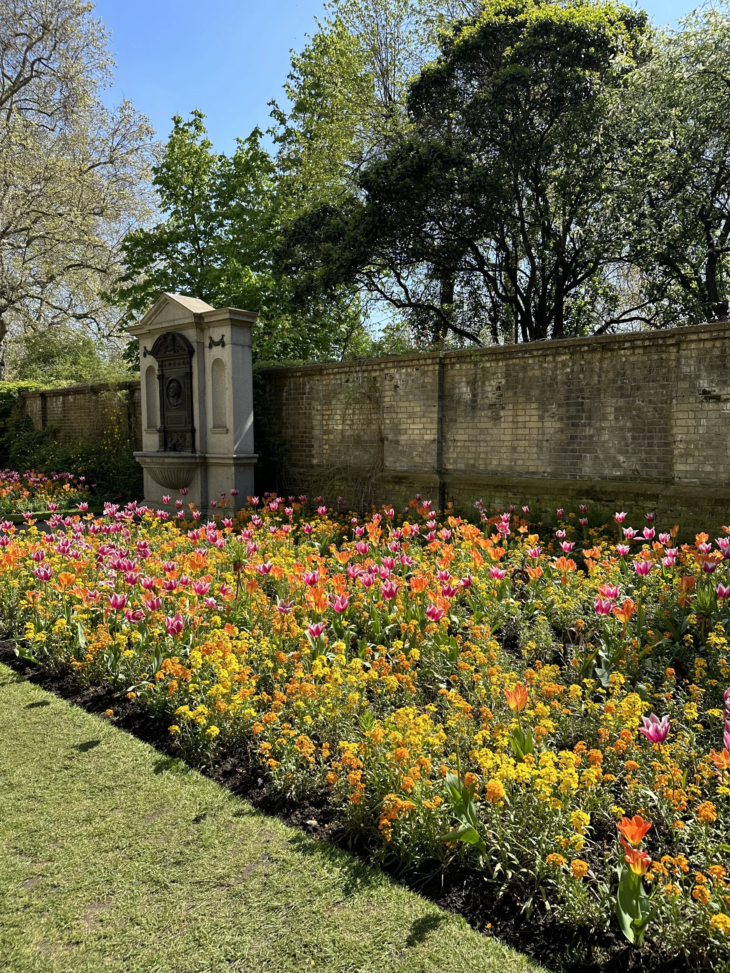 How Long Do Tulips Bloom?