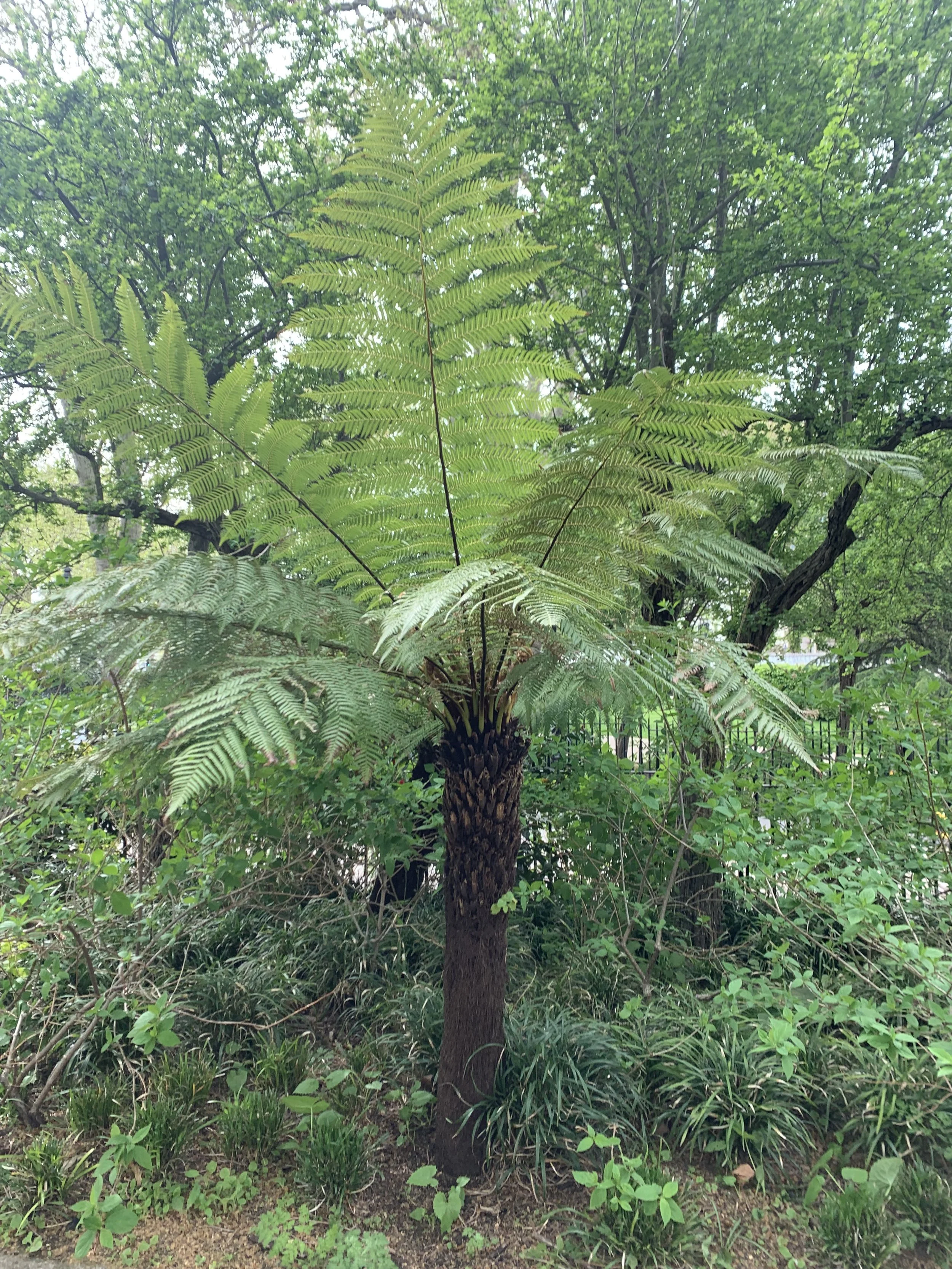 Growing and Caring for Tree Ferns A Complete Guide — Meadowlark Journal