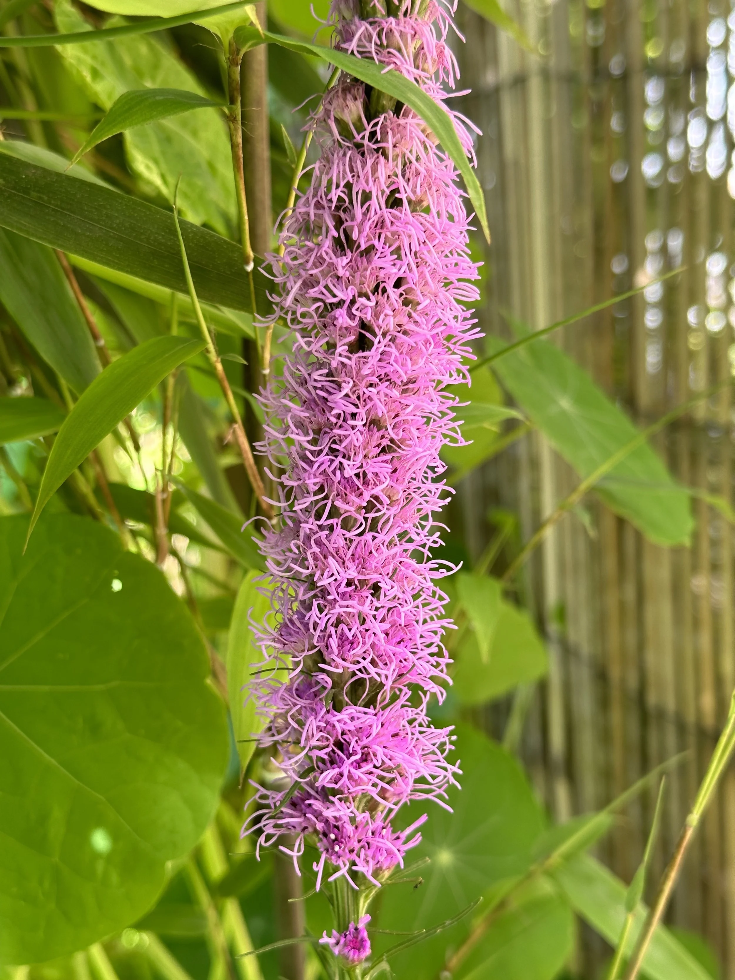 Growing Liatris from Seed: Simple Steps