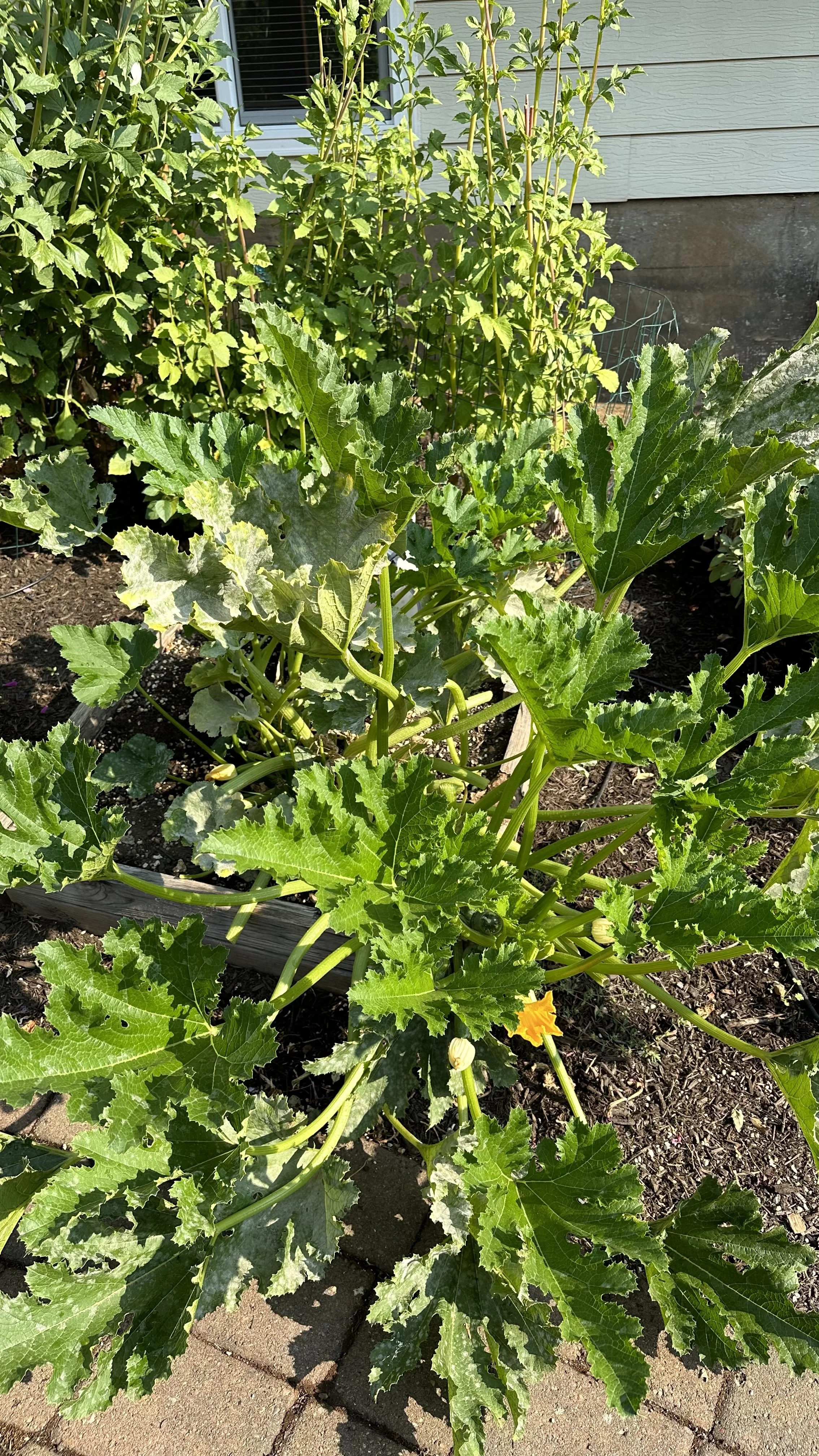 Powdery Mildew on Zucchini: The Best Natural Remedies&nbsp;