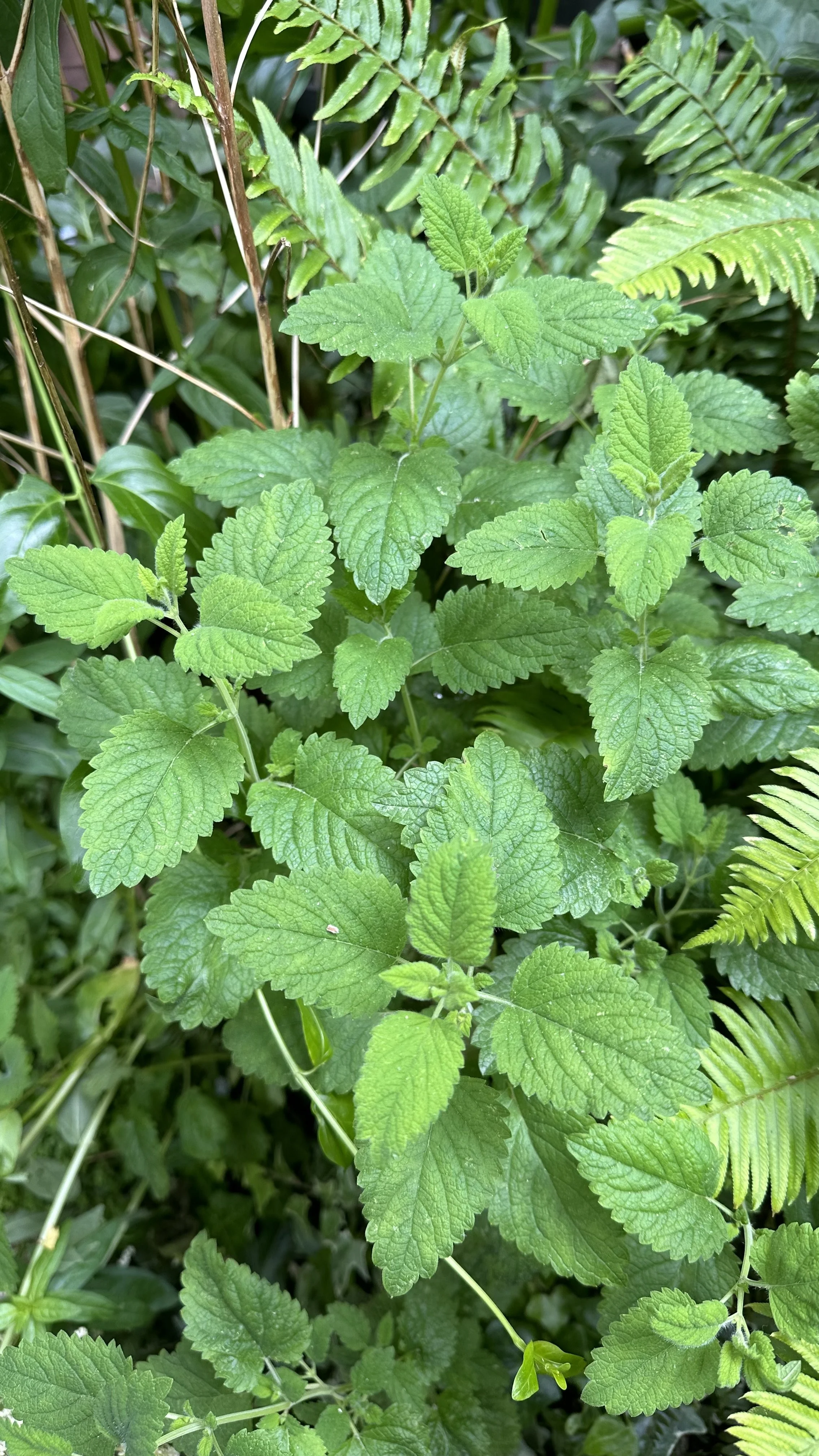 Companion Planting Lemon Balm