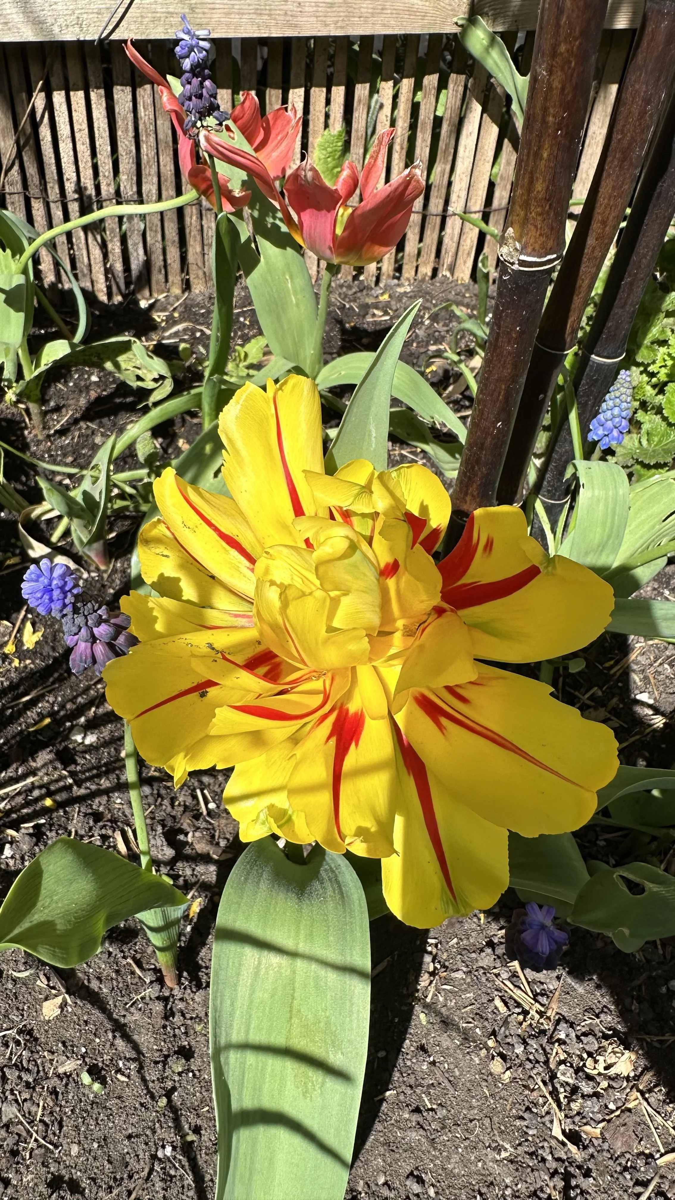Deadheading Tulips How to Do It Right — Meadowlark Journal
