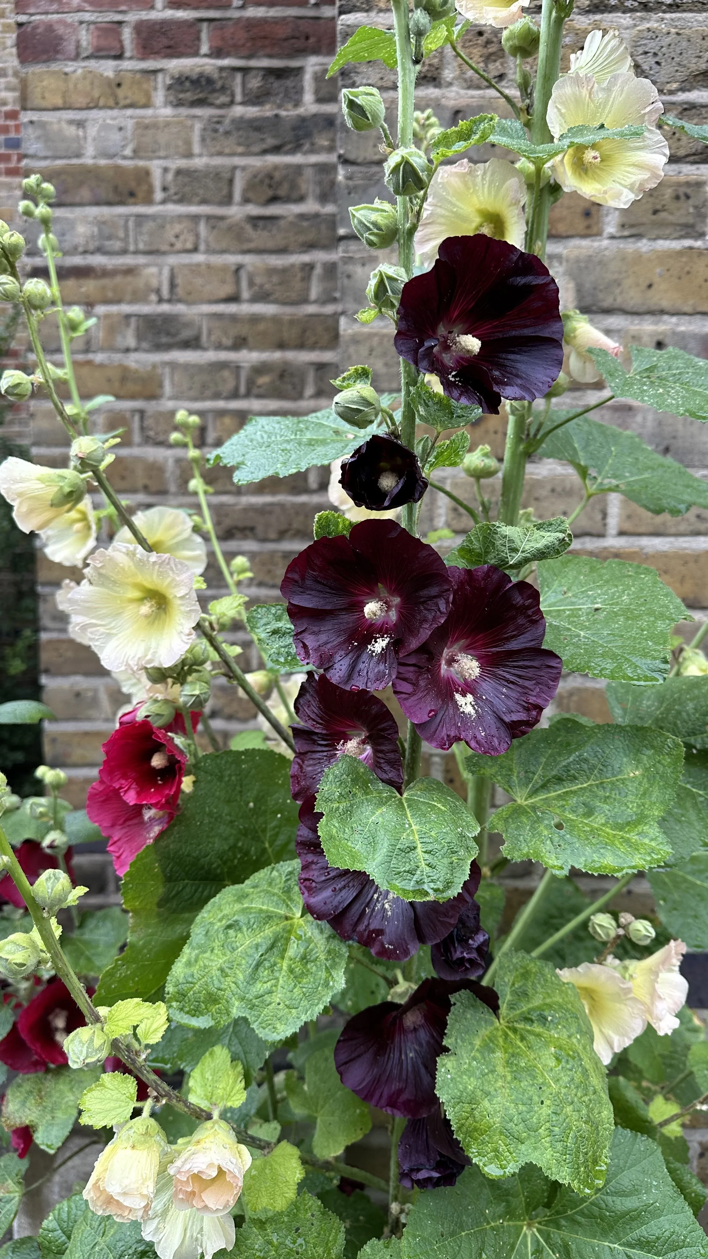 What to Plant in February