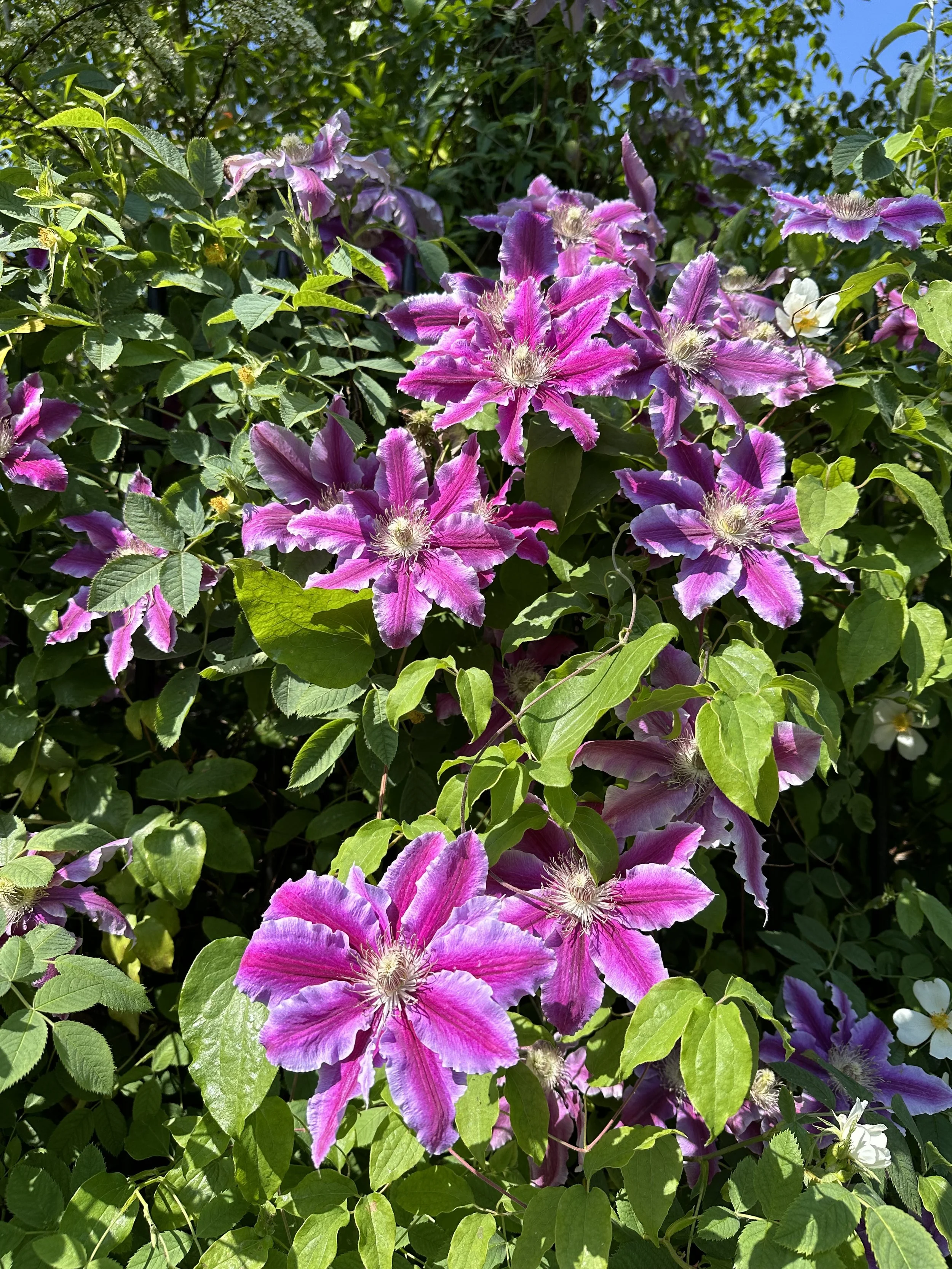 Growing Clematis in Pots: Small Space, Big Impact