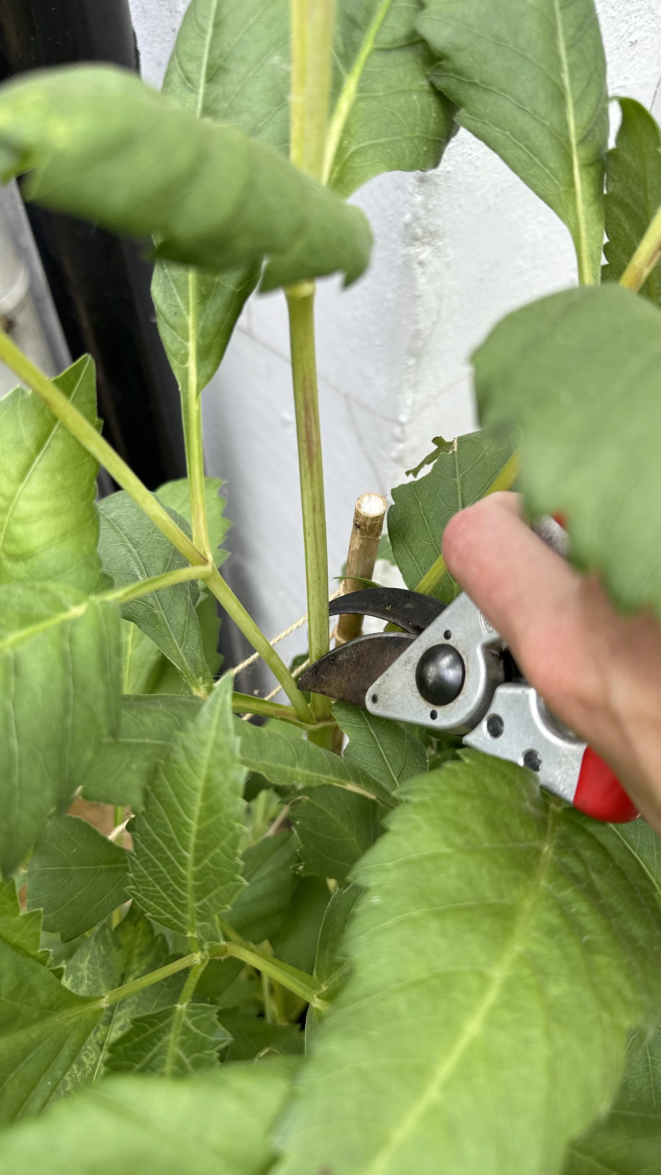 How to Deadhead Dahlias for Stunning Blooms