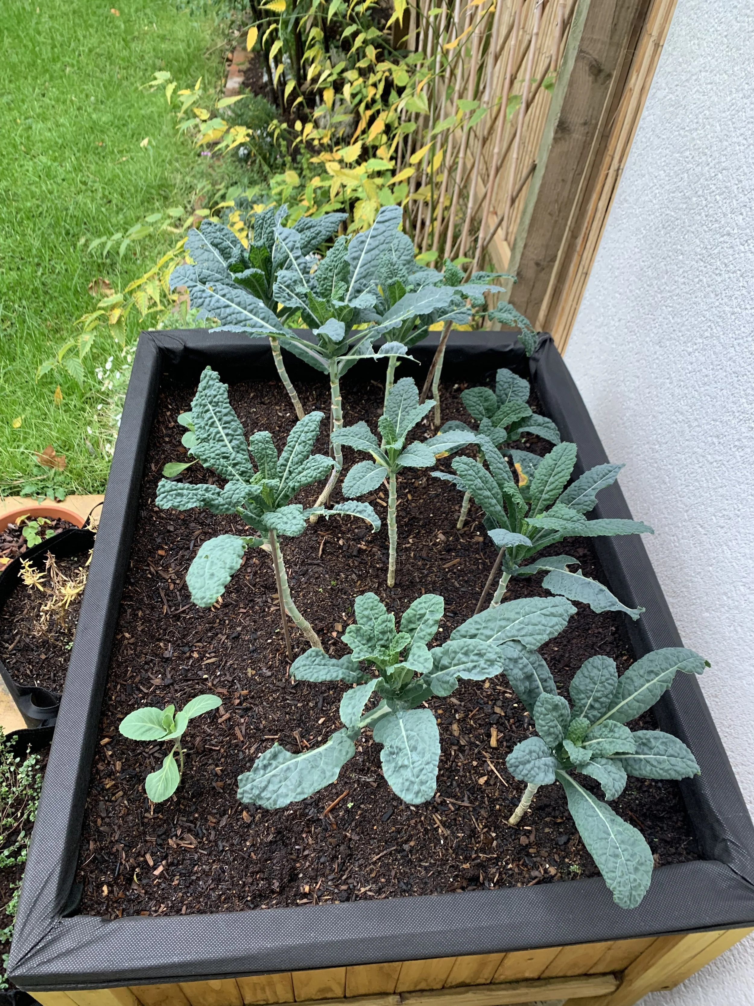 Companion Plants for Kale A Guide to Greener Gardens — Meadowlark Journal