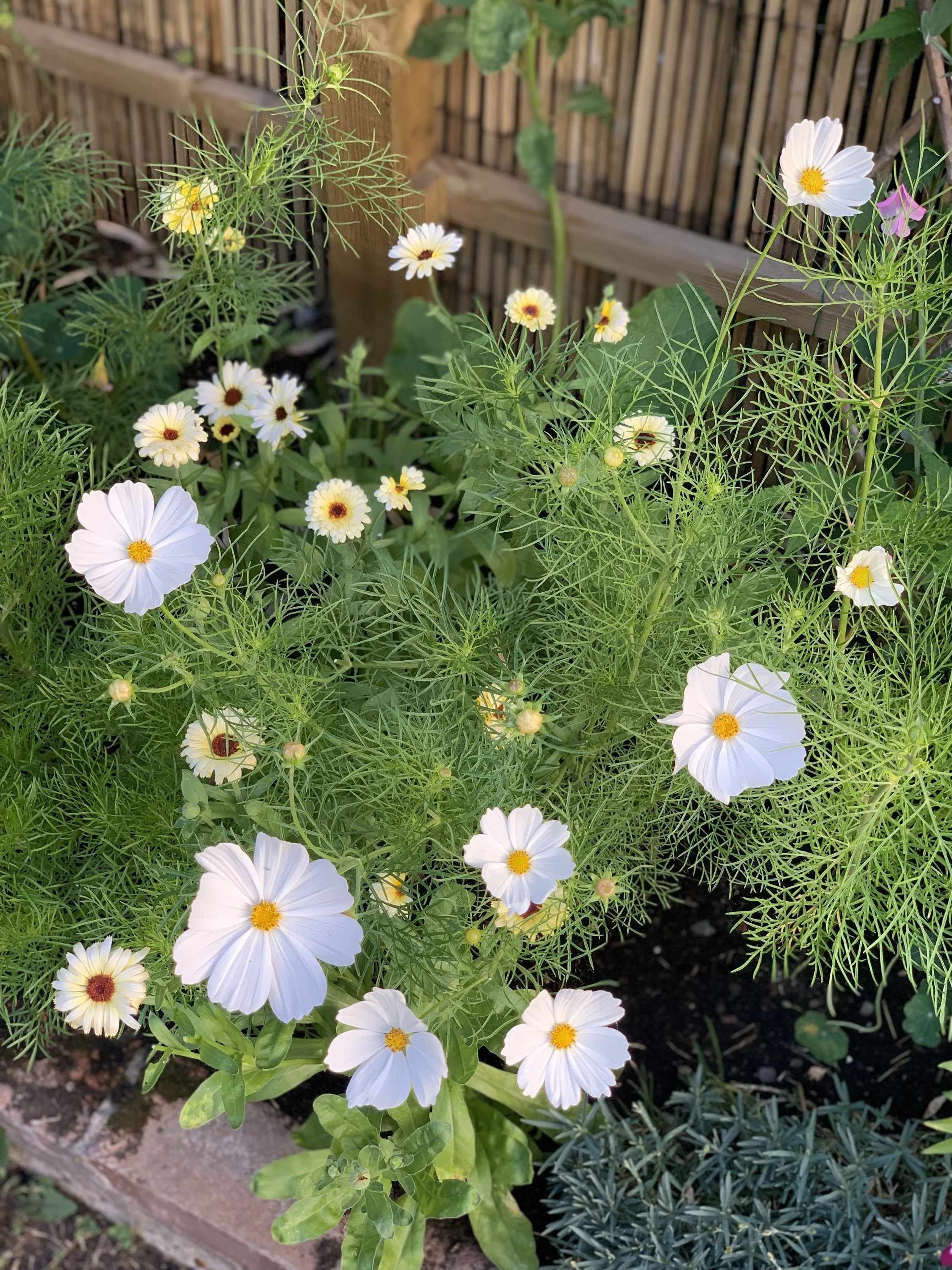 Planting in the Summer, It's Not Too Late