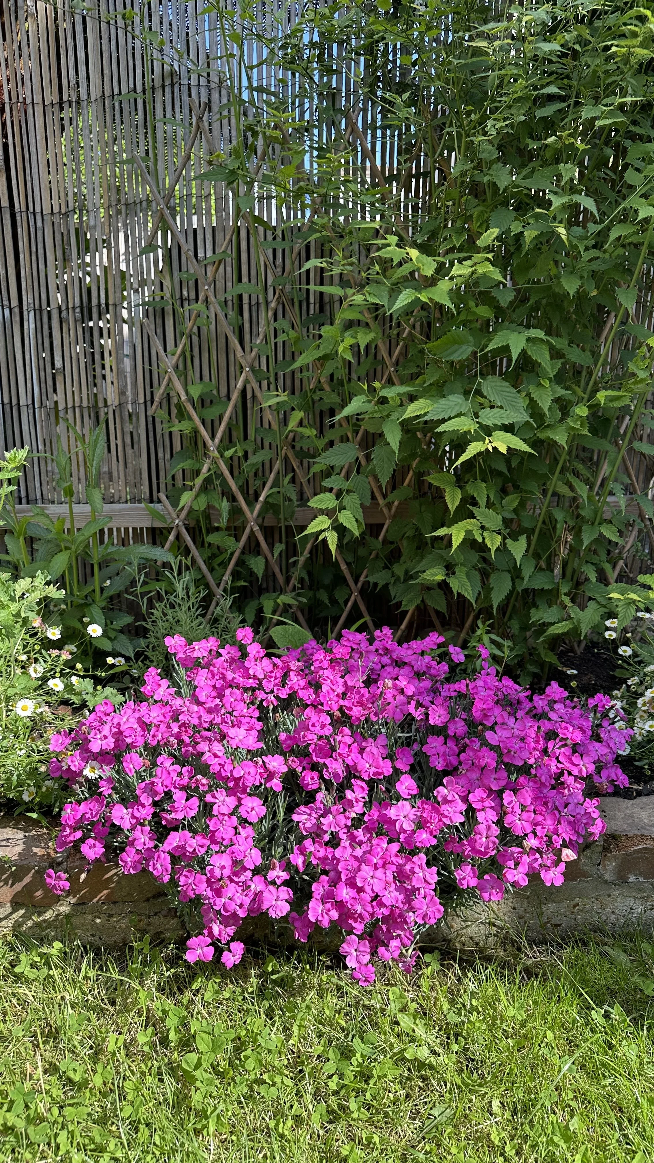 Pruning Dianthus: Quick, Easy Snips for More Blooms