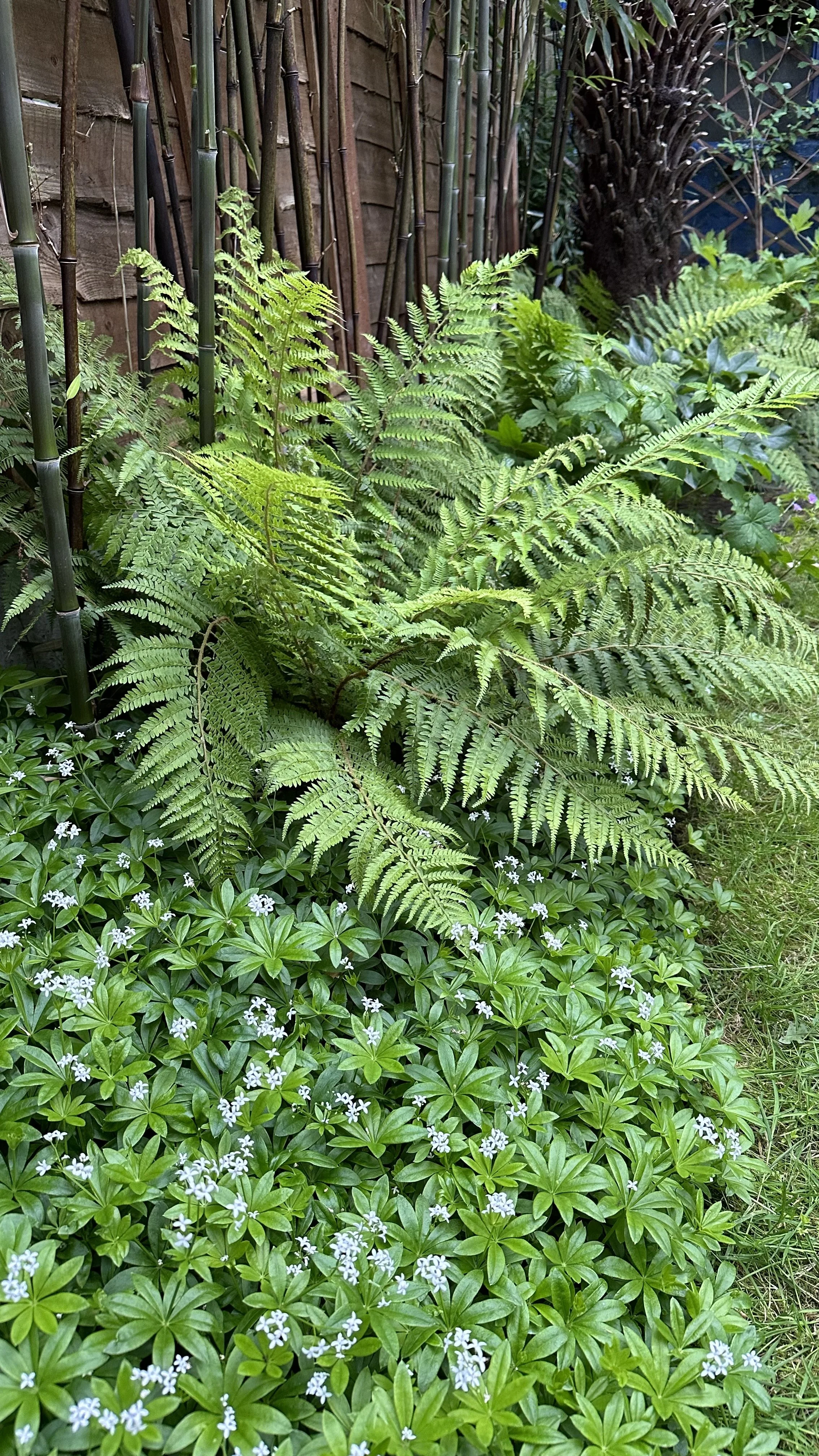 Evergreen Ferns for Year-Round Interest