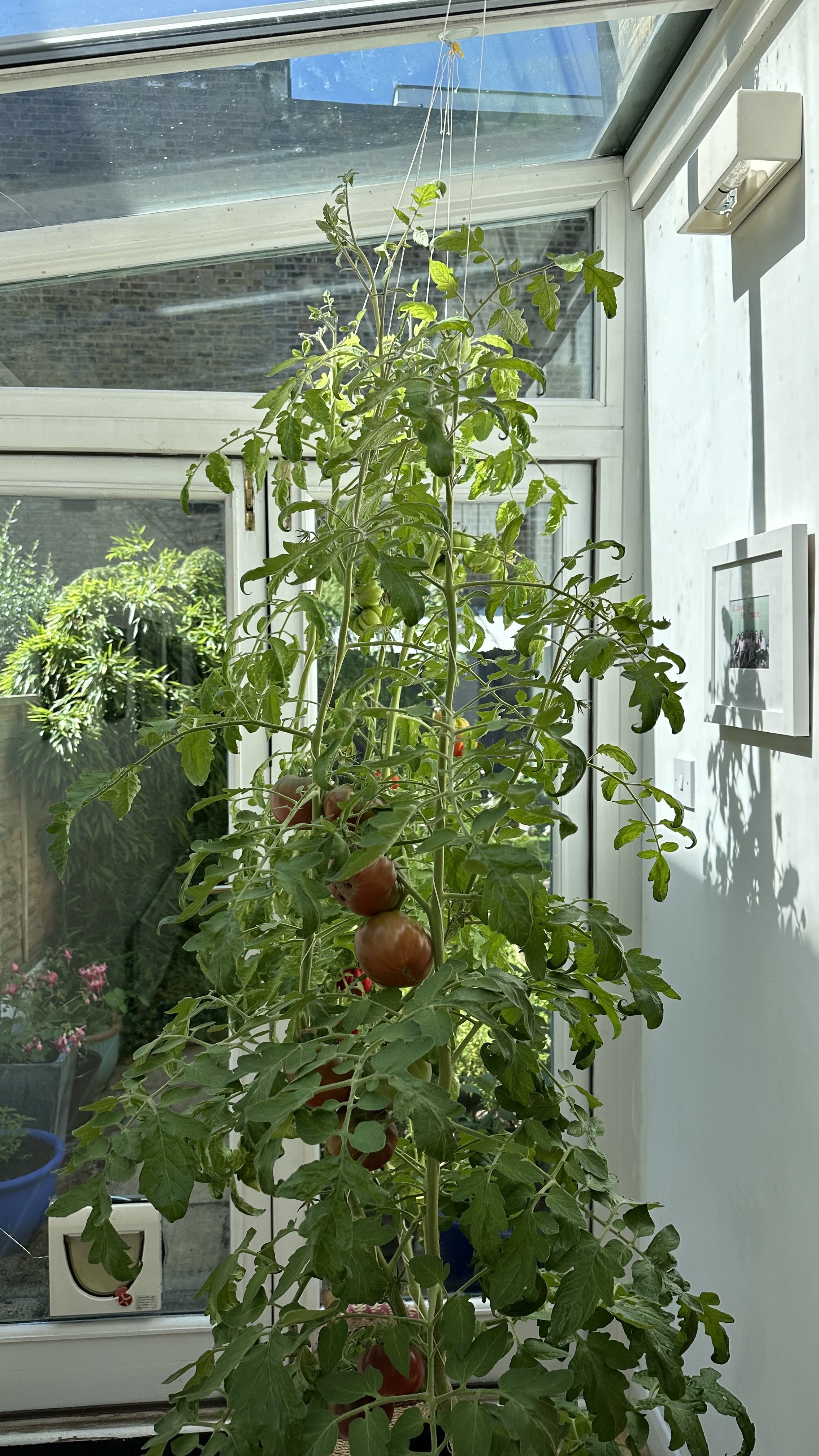 Can You Compost Tomato Plants?