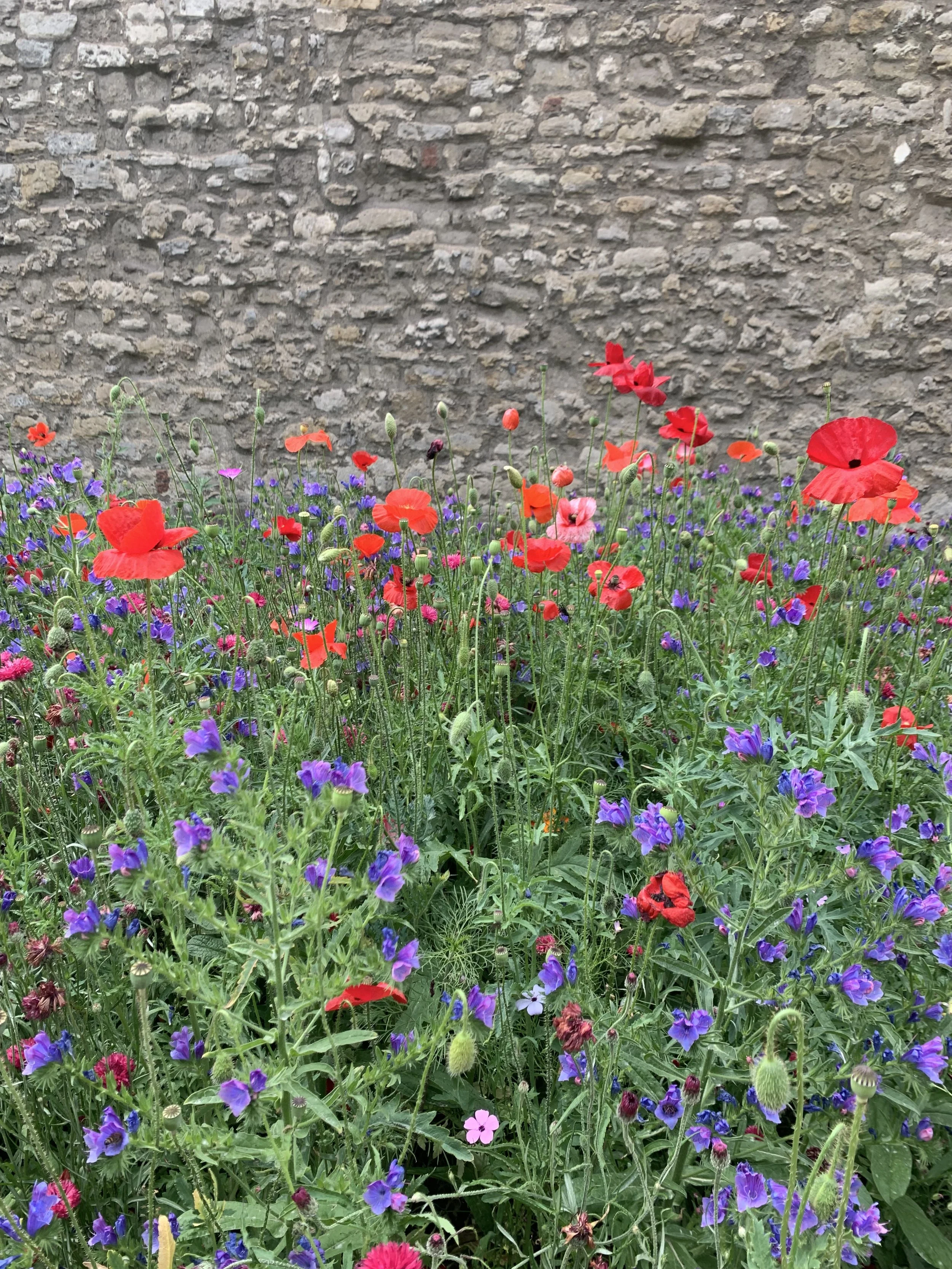 When to Plant Wildflower Seeds