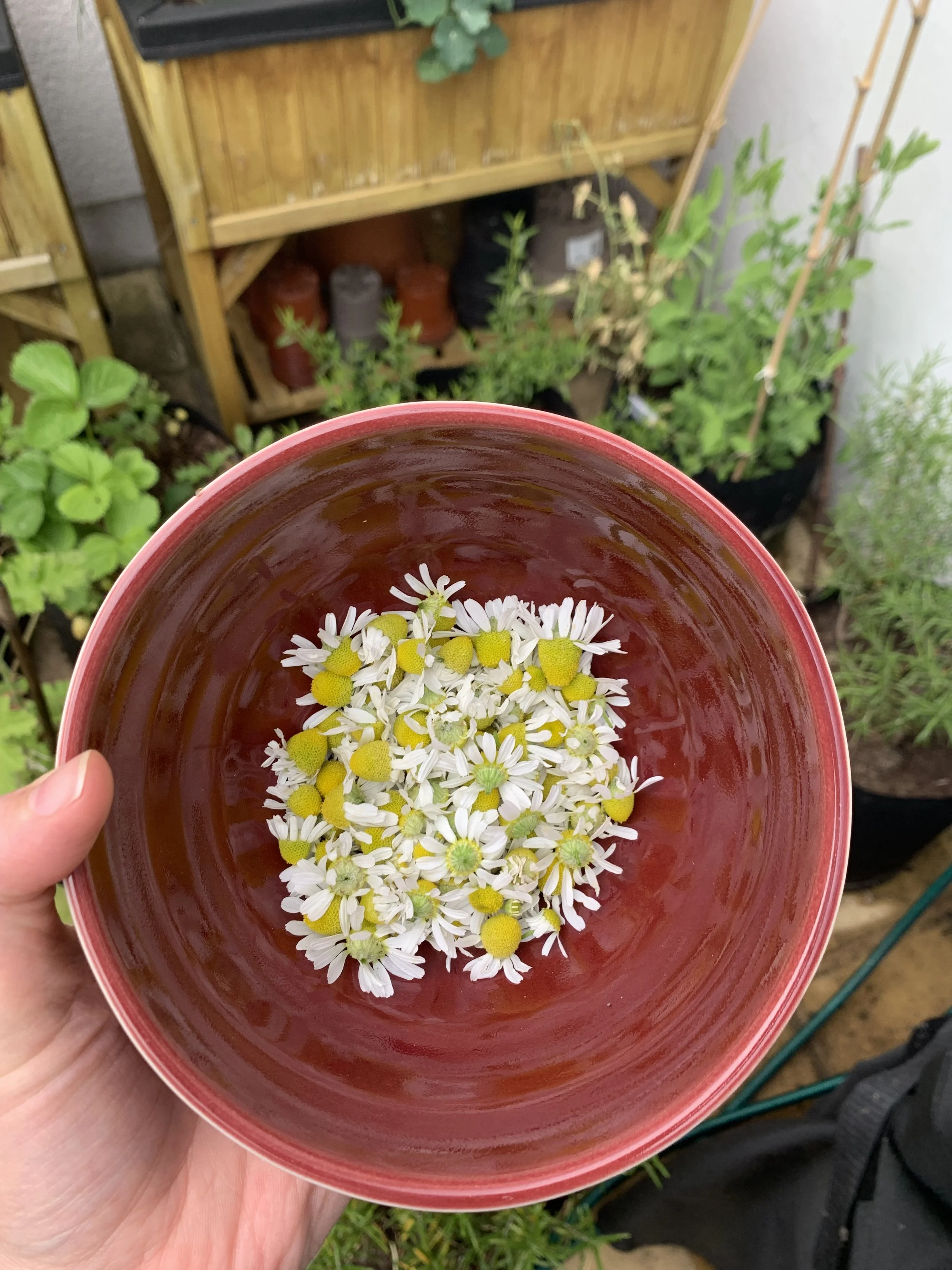 Harvesting Chamomile: From Garden to Teacup