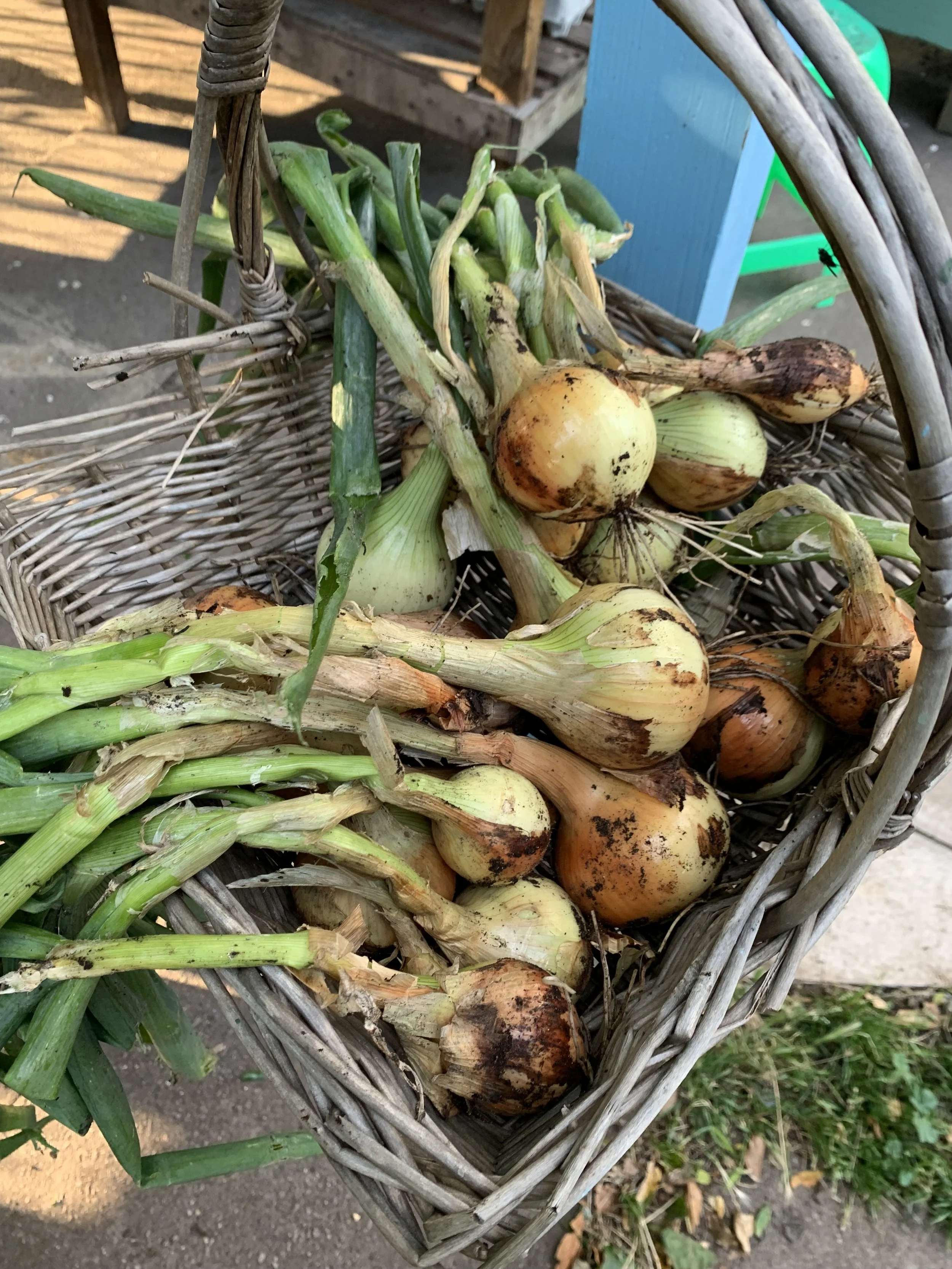 Secrets Of The Pros: Planting Onions For Incredible Results! - 82u4jcz