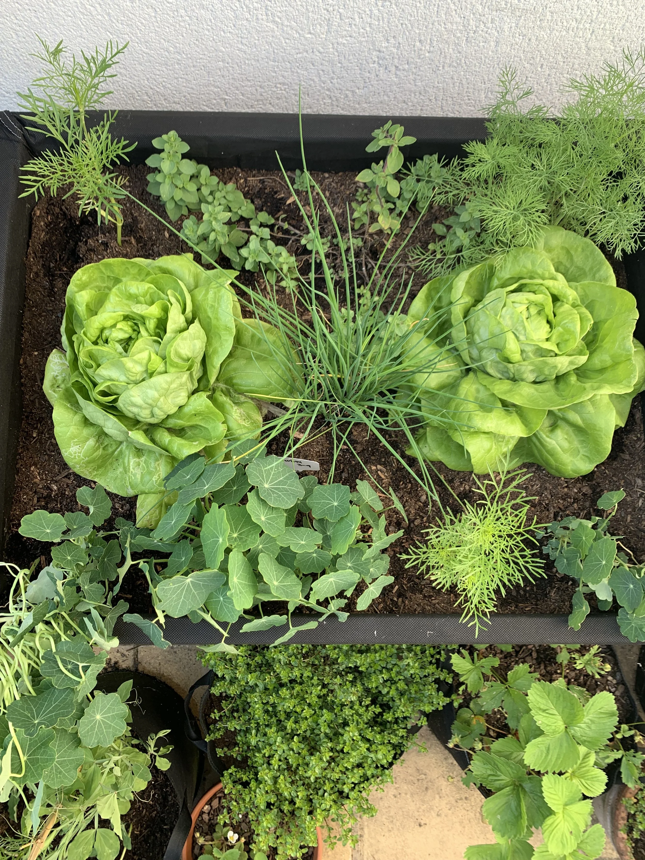 What is a Kitchen Garden?
