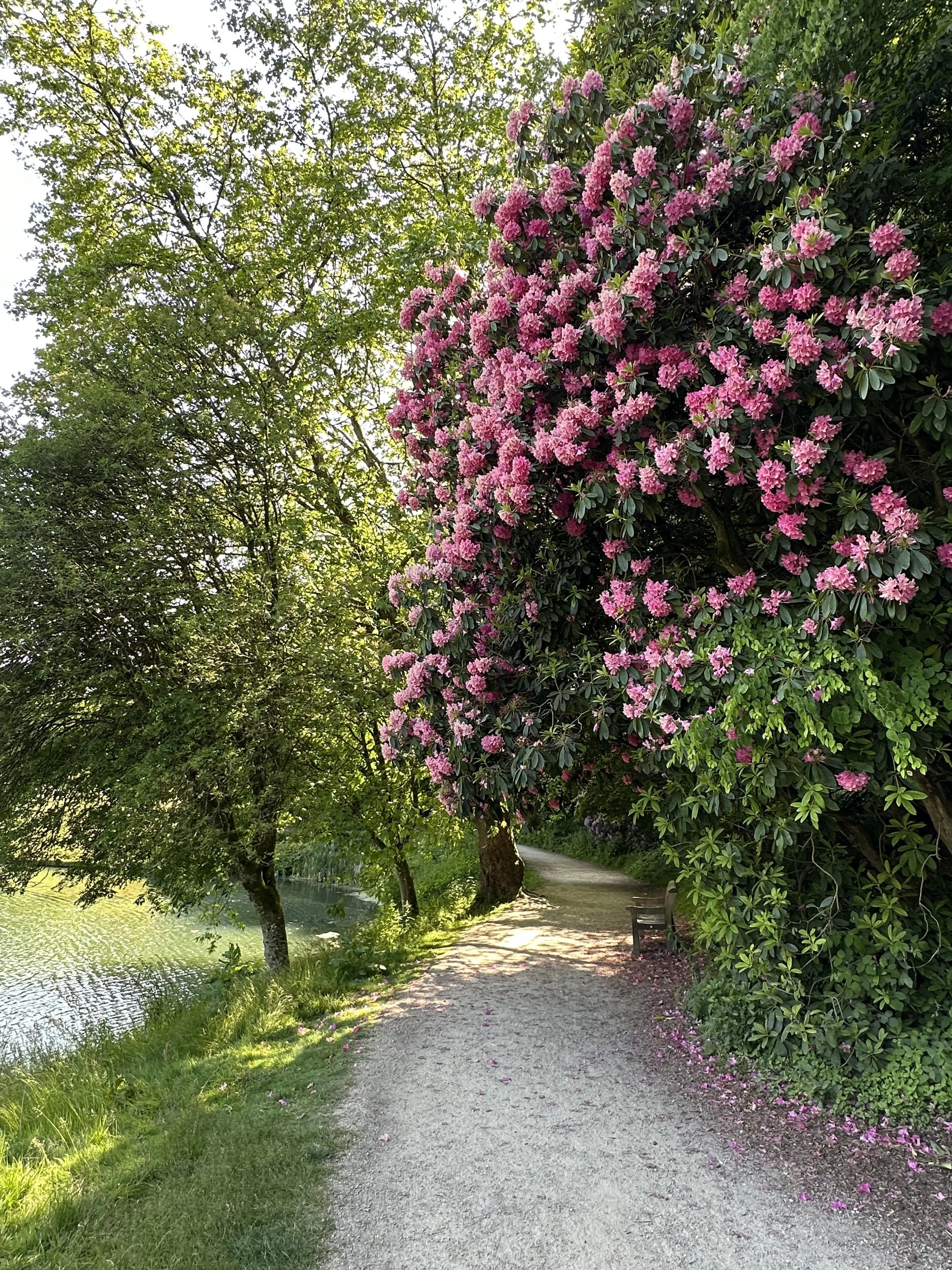 The Golden Hour Garden: Best Plants for a South East Facing Garden