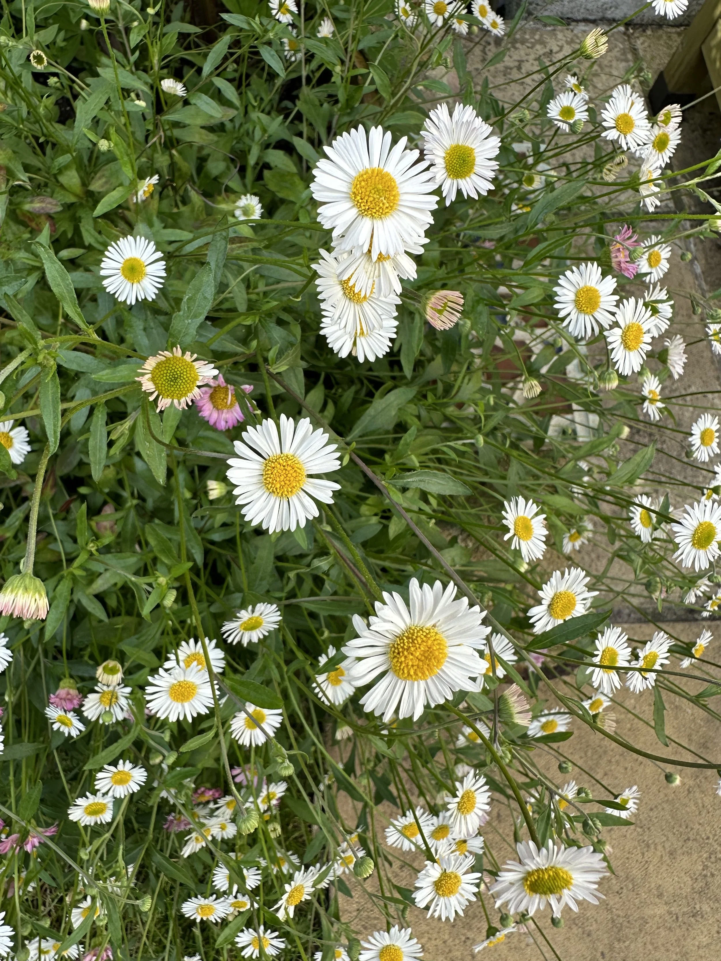50 Semi Di Erigeron Karvinskianus – Margherita Messicana – Perfetta Per Giardini Rocciosi - Foto 6