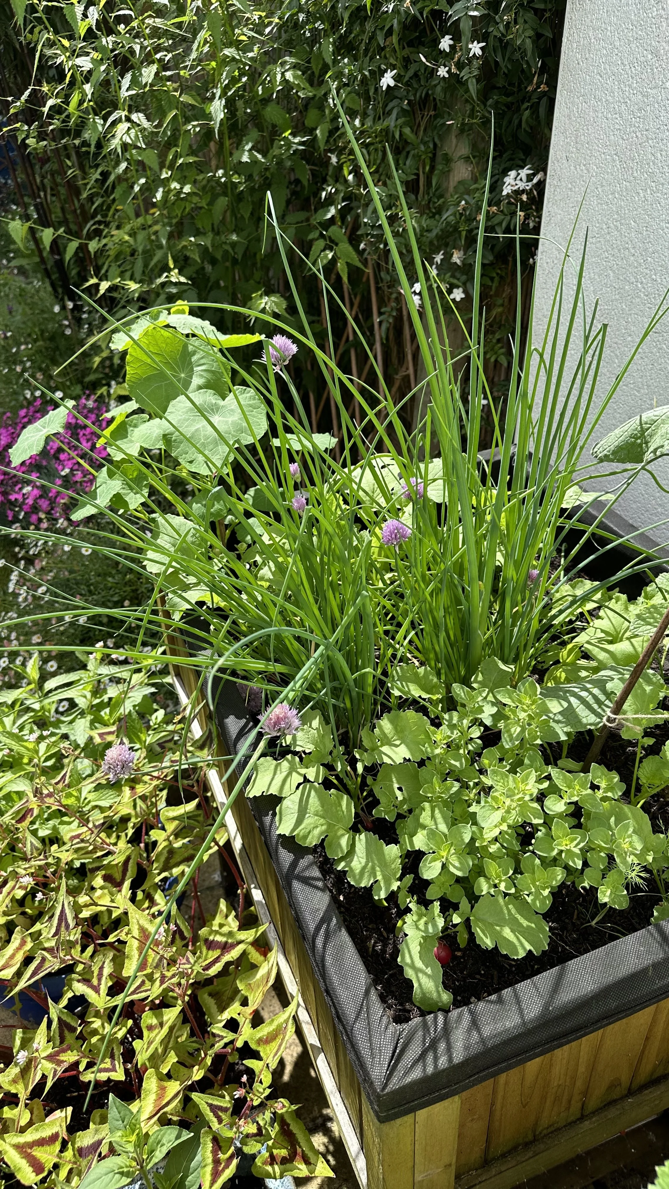 The Best Chive Companion Plants