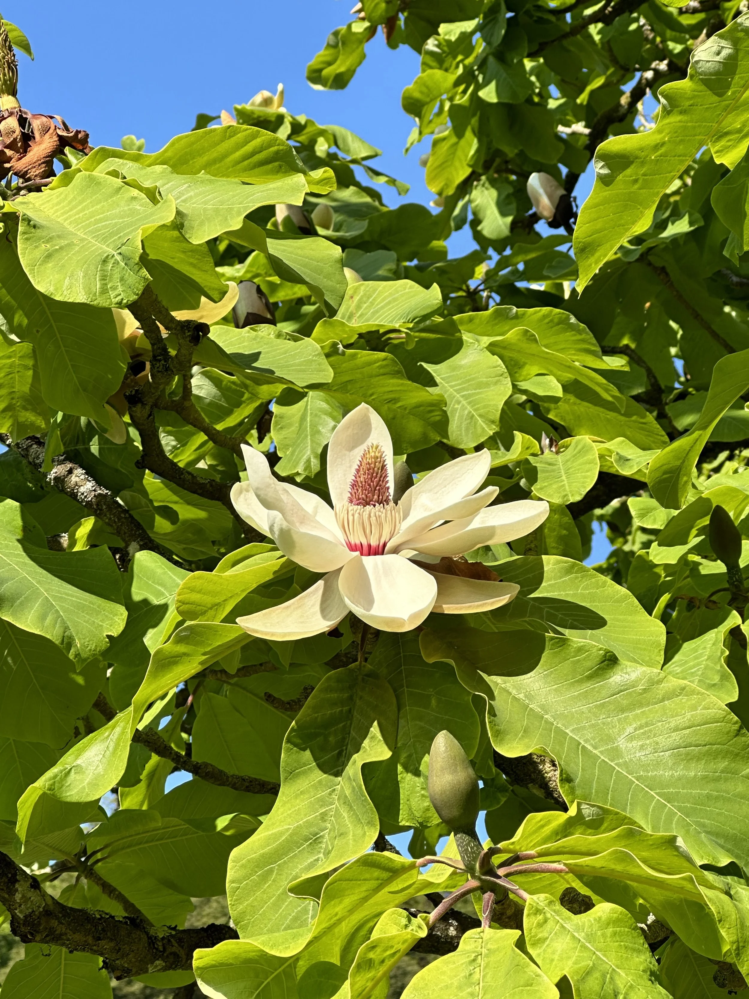 White Spring Flowering Trees for your Garden Design