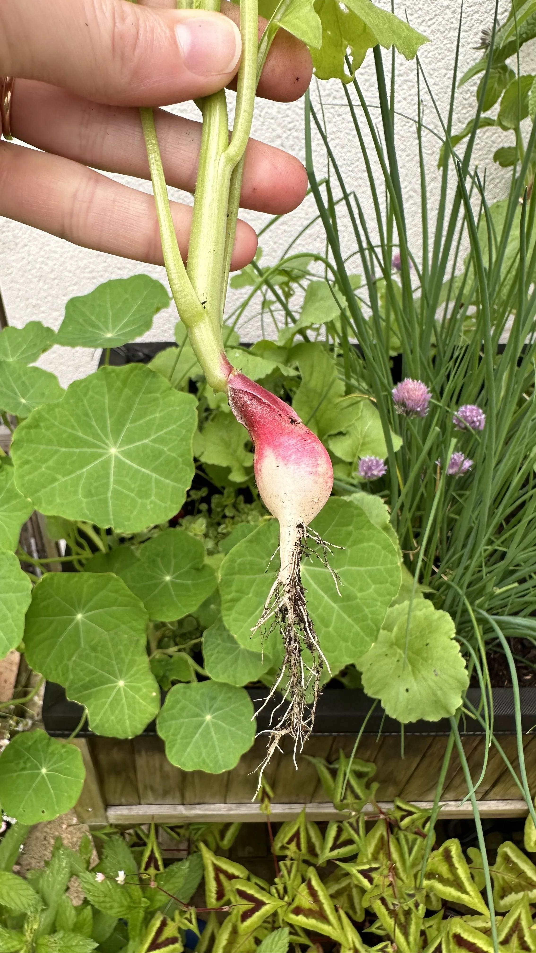 Problems Growing Radishes and How to Fix Them