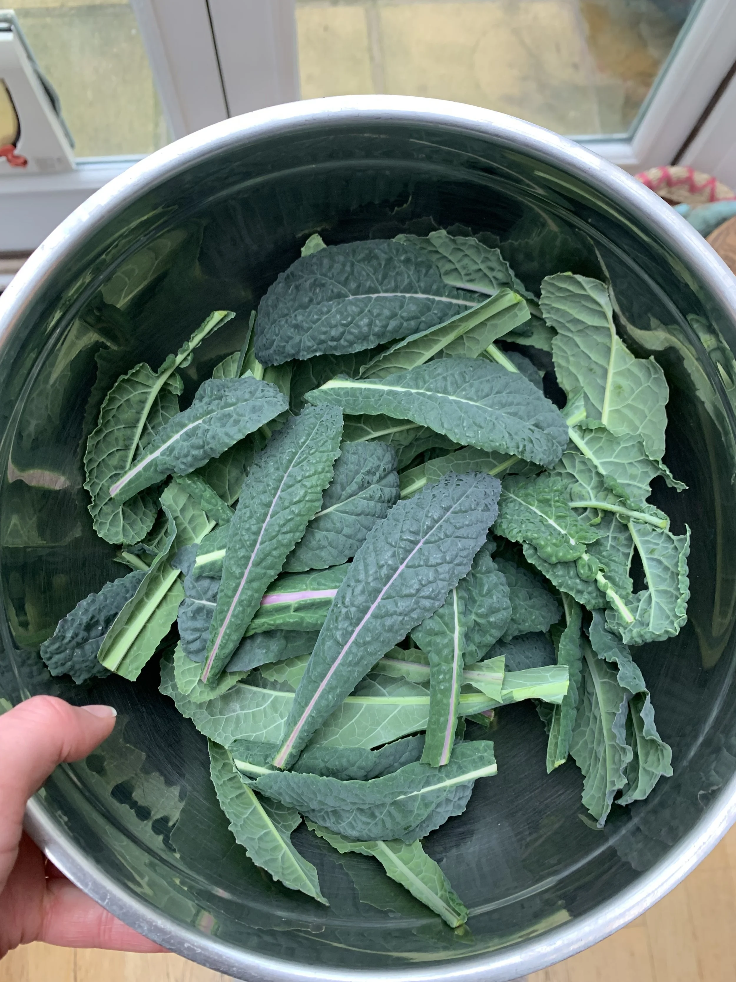 When to Harvest Kale — Meadowlark Journal