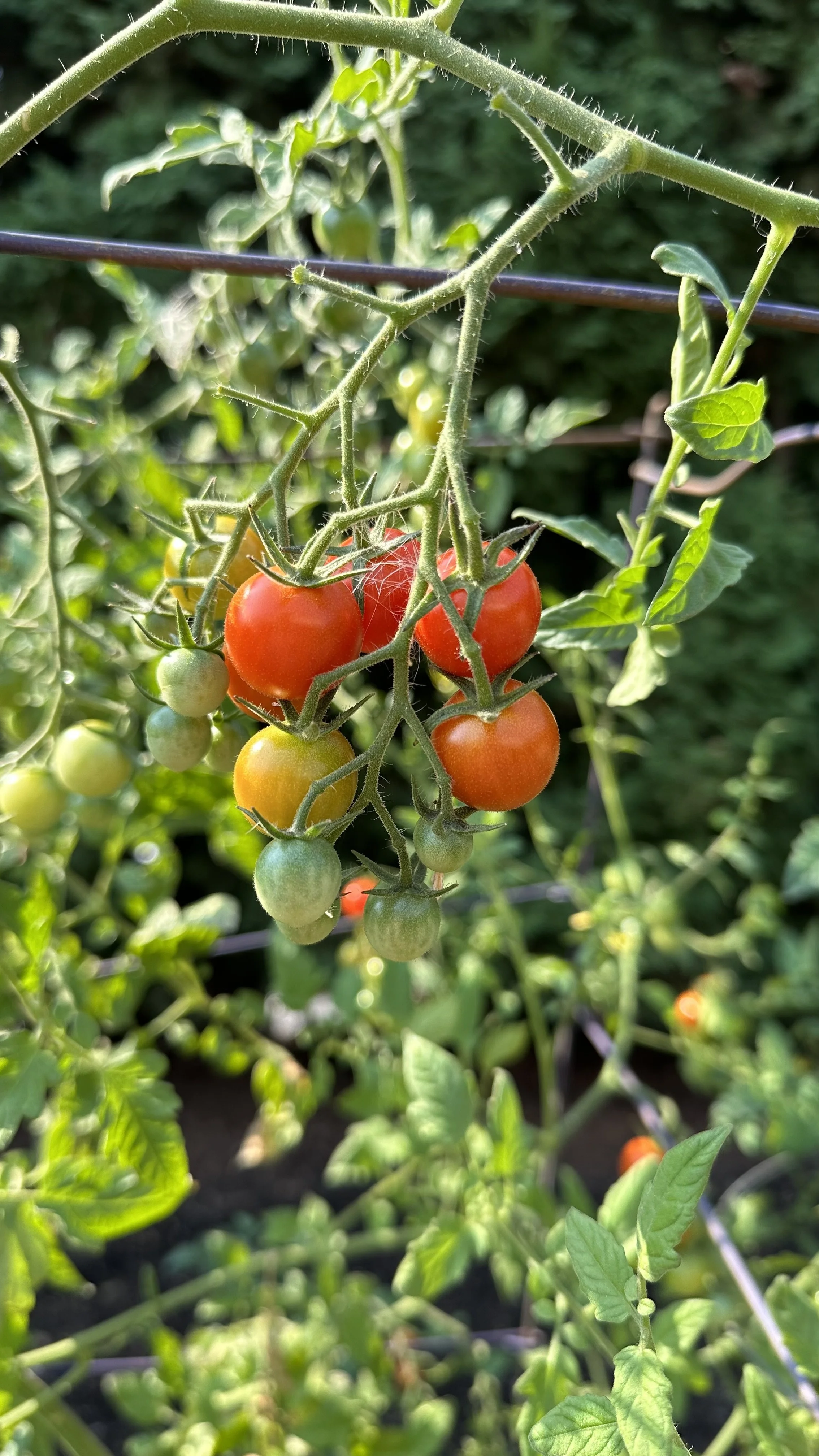 Easy to Grow Tomatoes