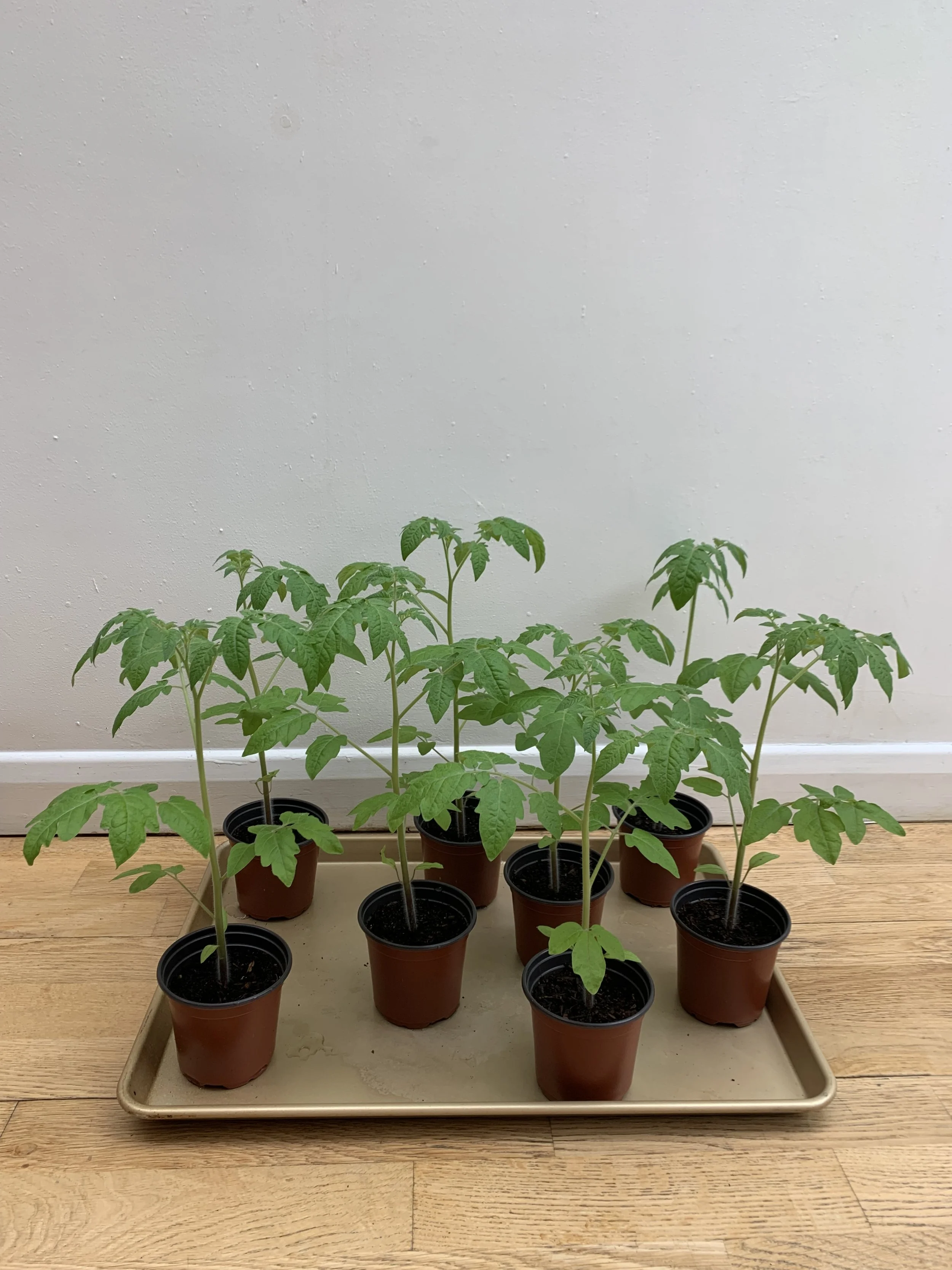 Leggy Tomato Seedlings: Causes and Solutions